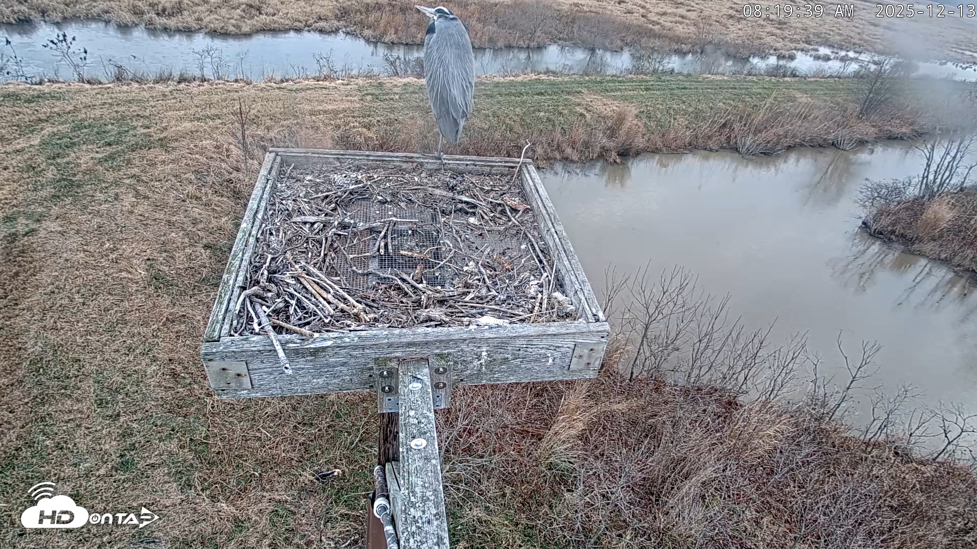 Snapshot of Blackwater Wildlife Refuge Ospreys Live Cam taken Dec 13, 2025, 8:20am EST