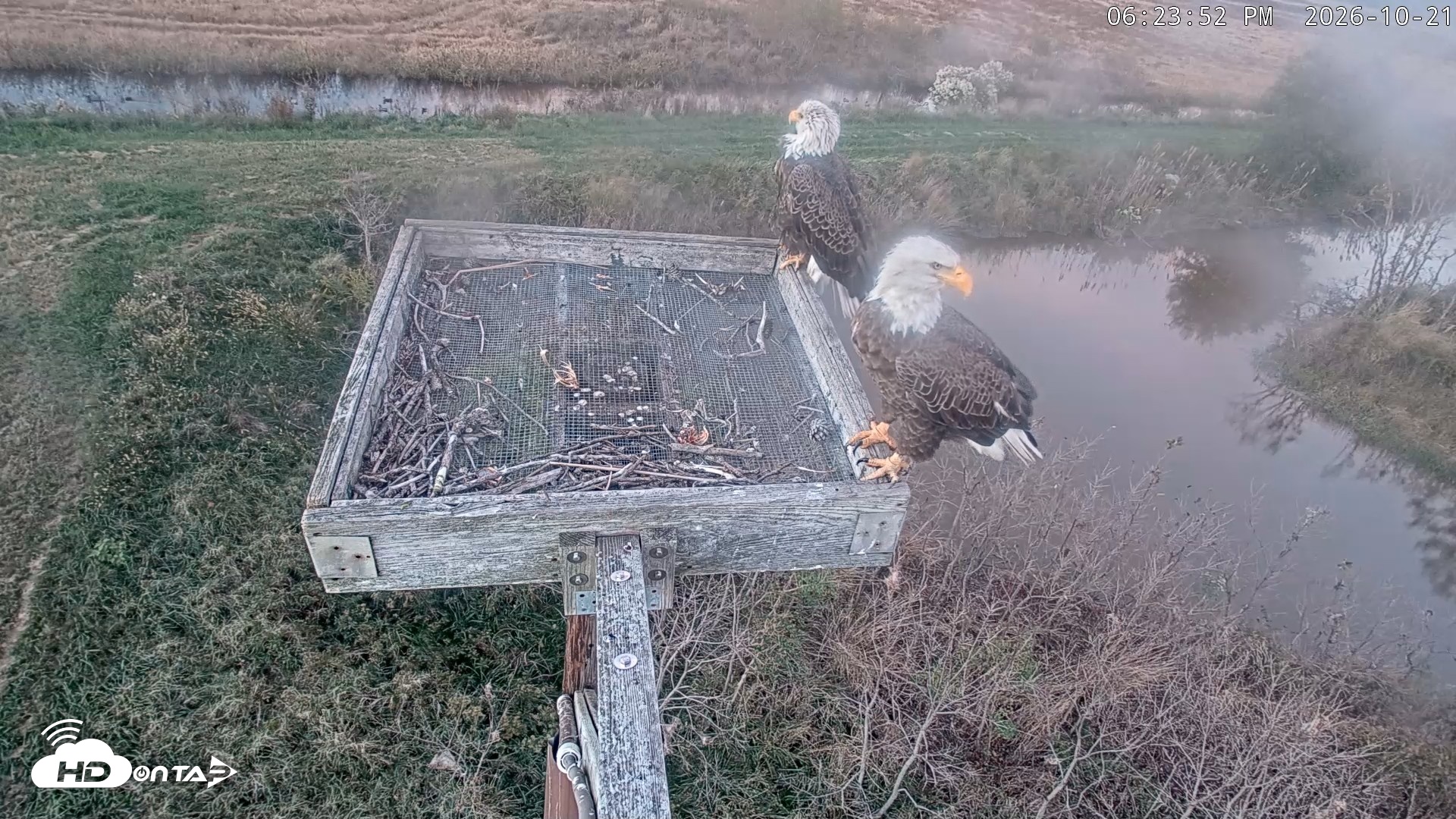 Snapshot of Blackwater Wildlife Refuge Ospreys Live Cam taken Oct 21, 2026, 6:24pm EDT