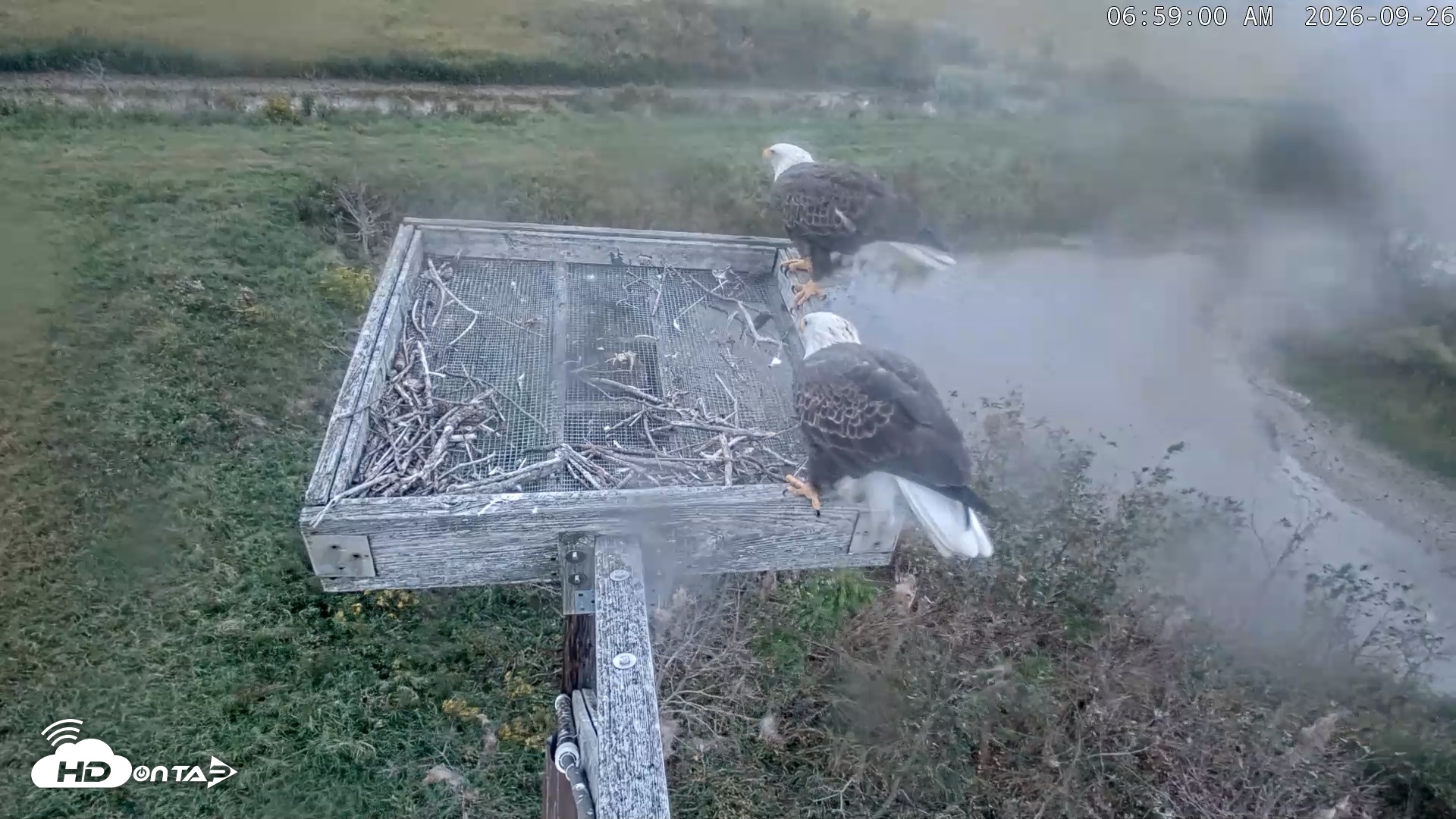 Snapshot of Blackwater Wildlife Refuge Ospreys Live Cam taken Sep 26, 2026, 6:59am EDT