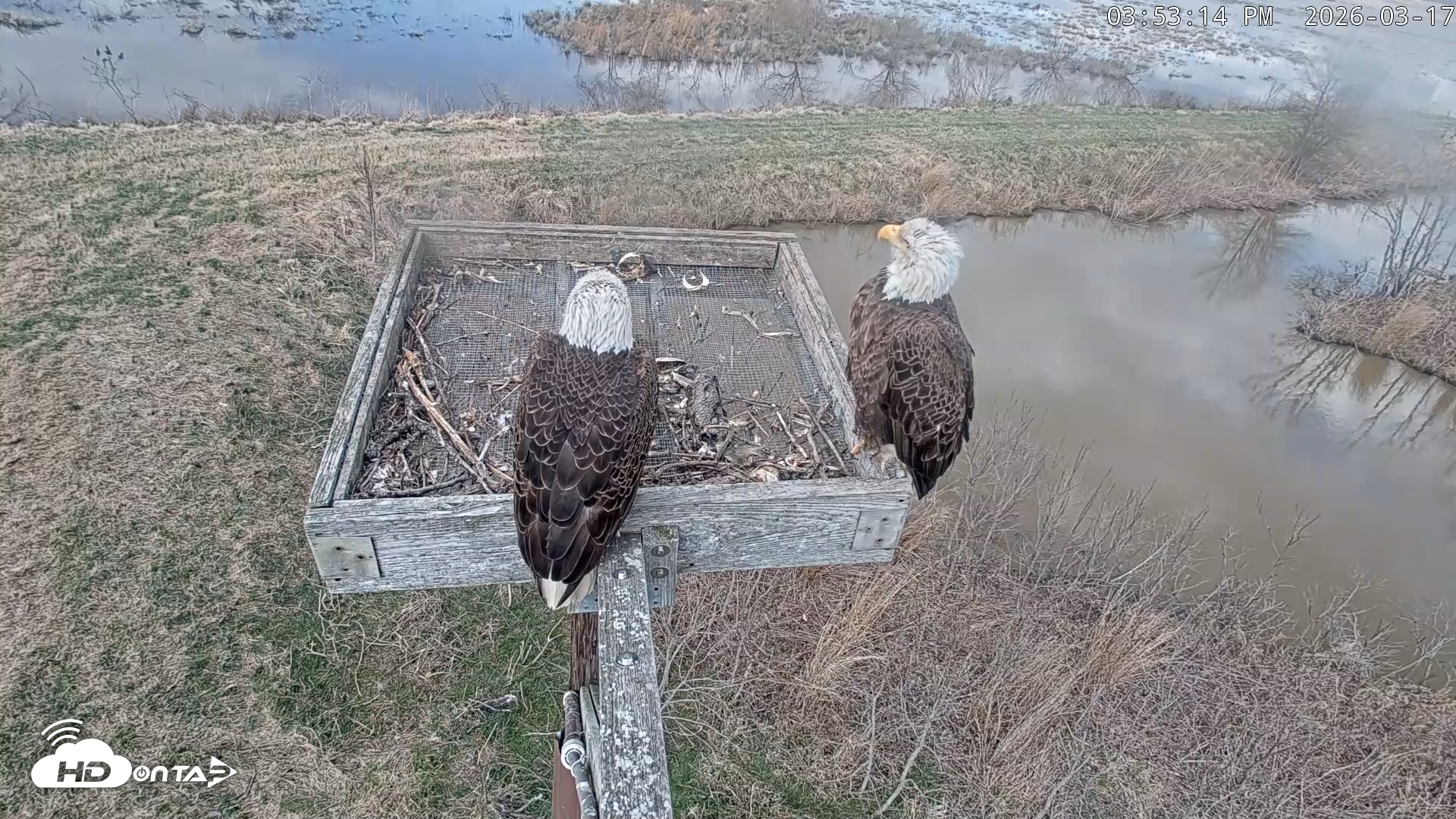 Snapshot of Blackwater Wildlife Refuge Ospreys Live Cam taken Mar 17, 2026, 3:53pm EDT