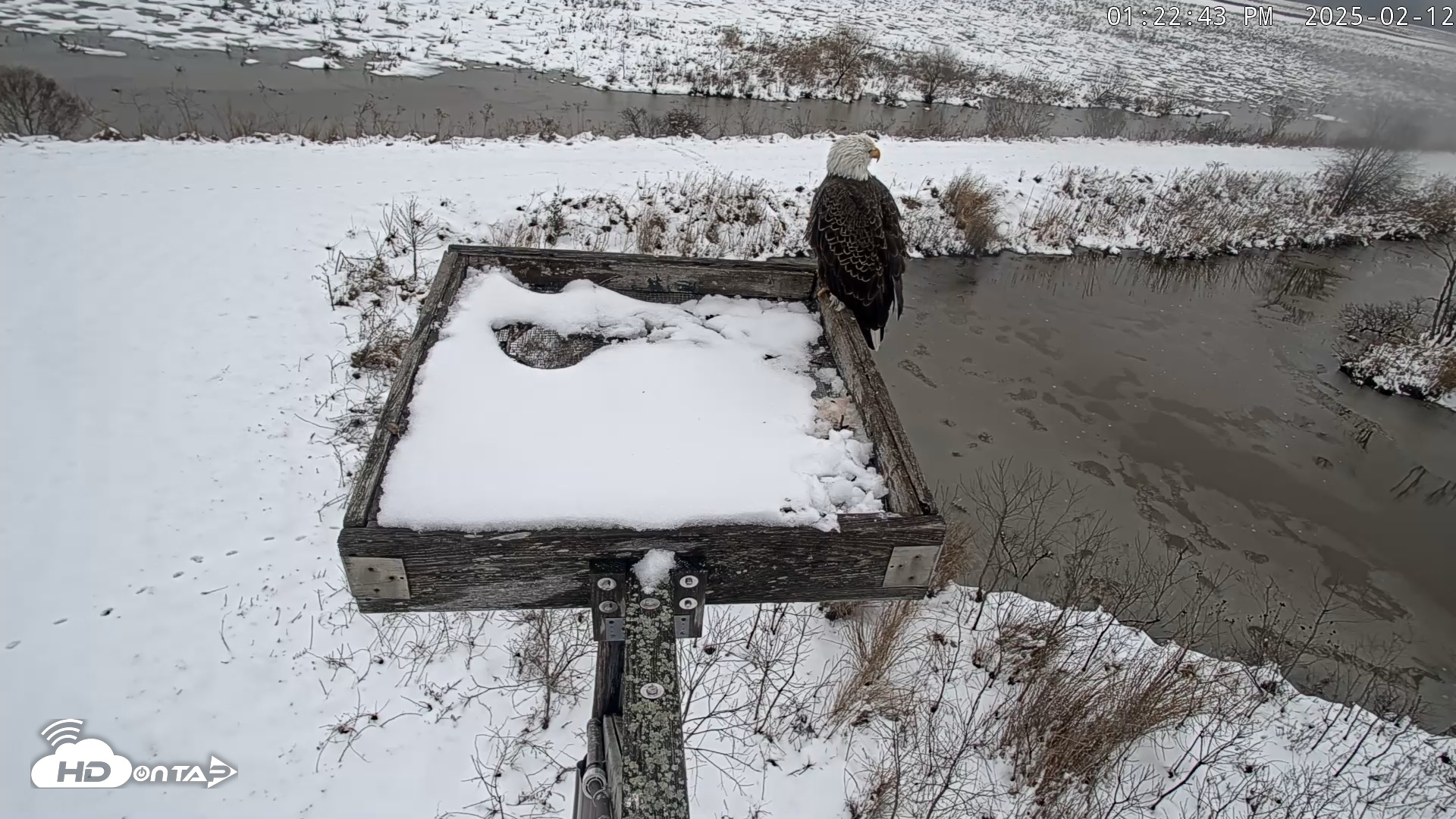 Snapshot of Blackwater Wildlife Refuge Ospreys Live Cam taken Feb 12, 2025, 1:23pm EST