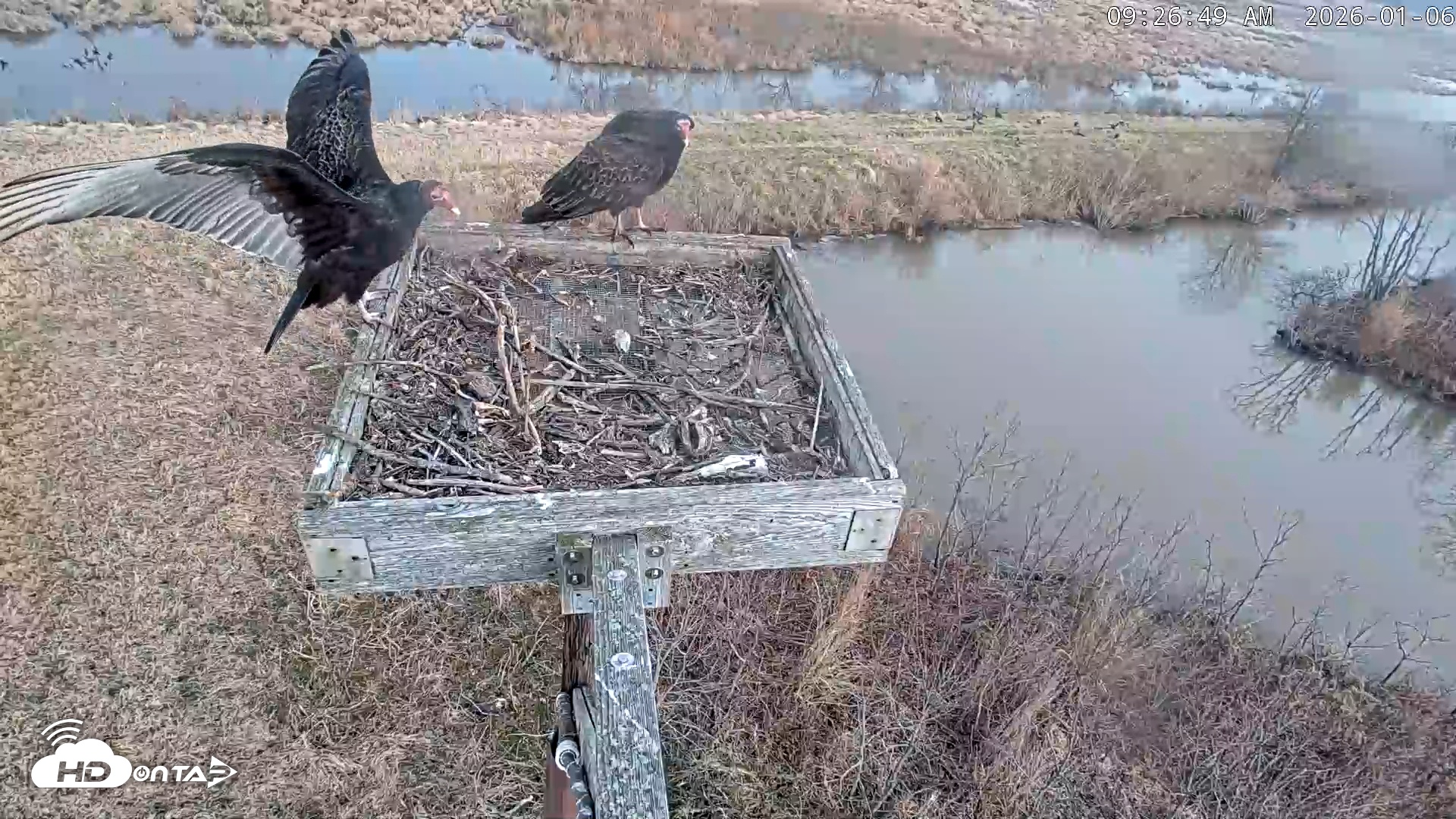 Snapshot of Blackwater Wildlife Refuge Ospreys Live Cam taken Jan 6, 2026, 9:27am EST