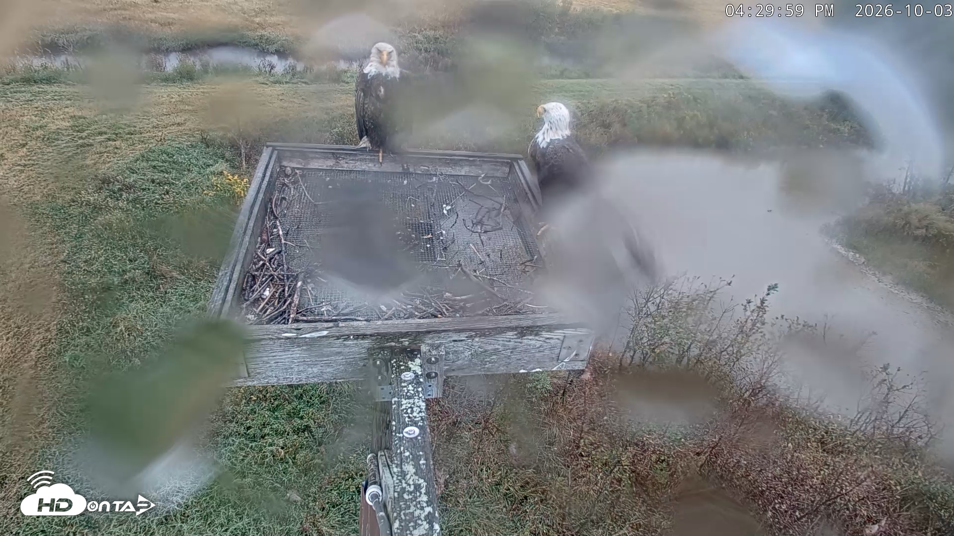 Snapshot of Blackwater Wildlife Refuge Ospreys Live Cam taken Oct 3, 2026, 4:30pm EDT