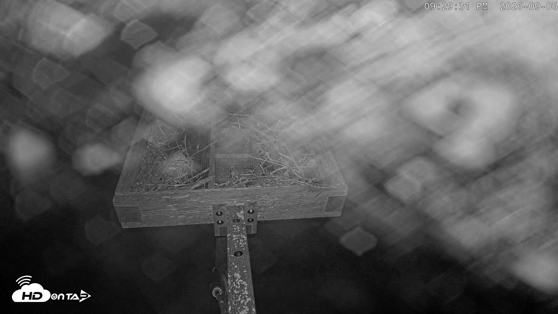 Snapshot of Blackwater Wildlife Refuge Ospreys Live Cam taken Sep 6, 2026, 9:30pm EDT