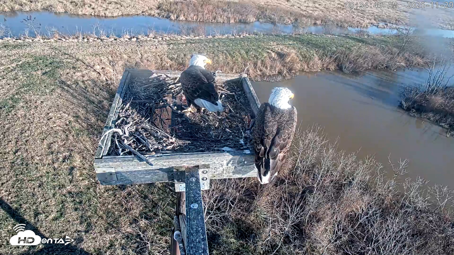 Snapshot of Blackwater Wildlife Refuge Ospreys Live Cam taken Nov 29, 2025, 8:35am EST