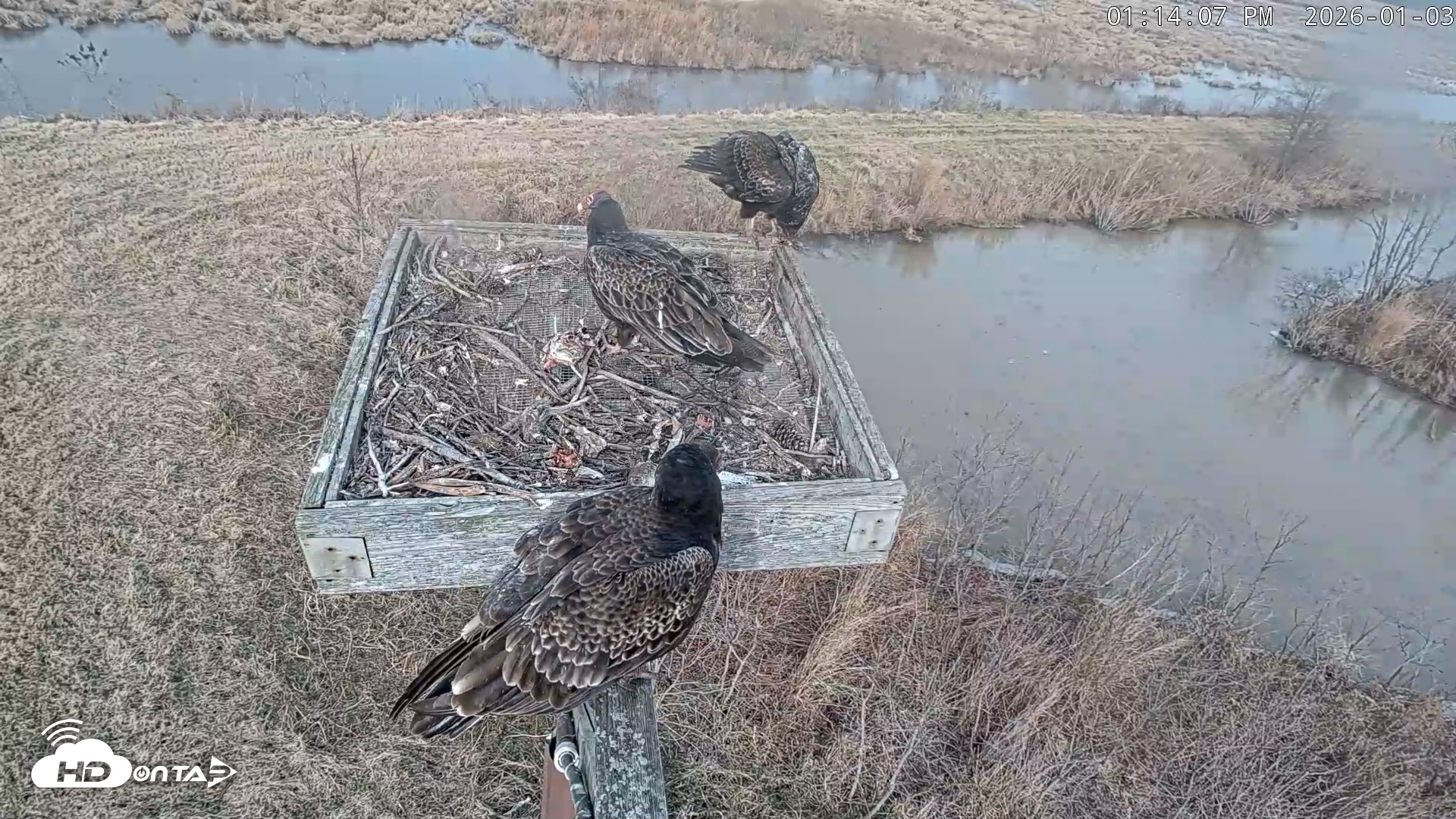Snapshot of Blackwater Wildlife Refuge Ospreys Live Cam taken Jan 3, 2026, 1:14pm EST