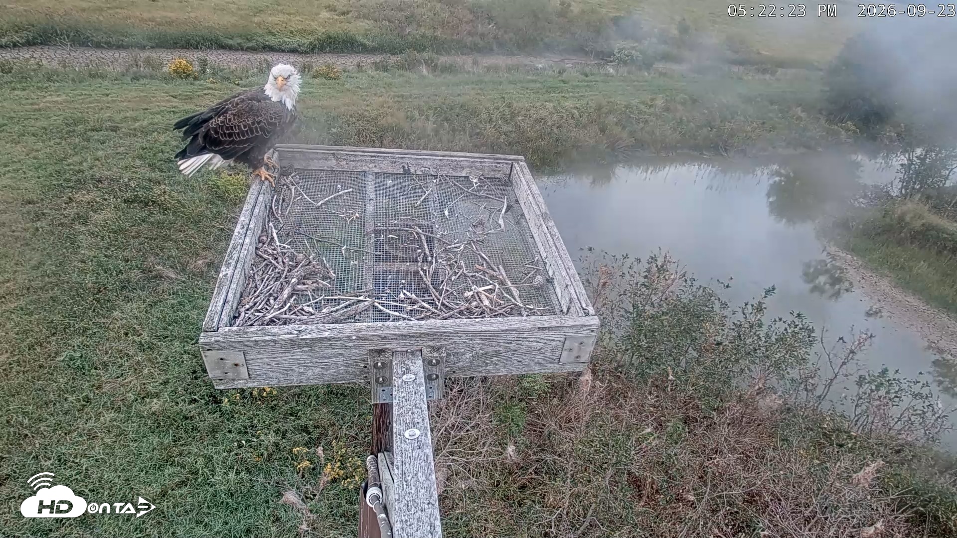 Snapshot of Blackwater Wildlife Refuge Ospreys Live Cam taken Sep 23, 2026, 5:23pm EDT