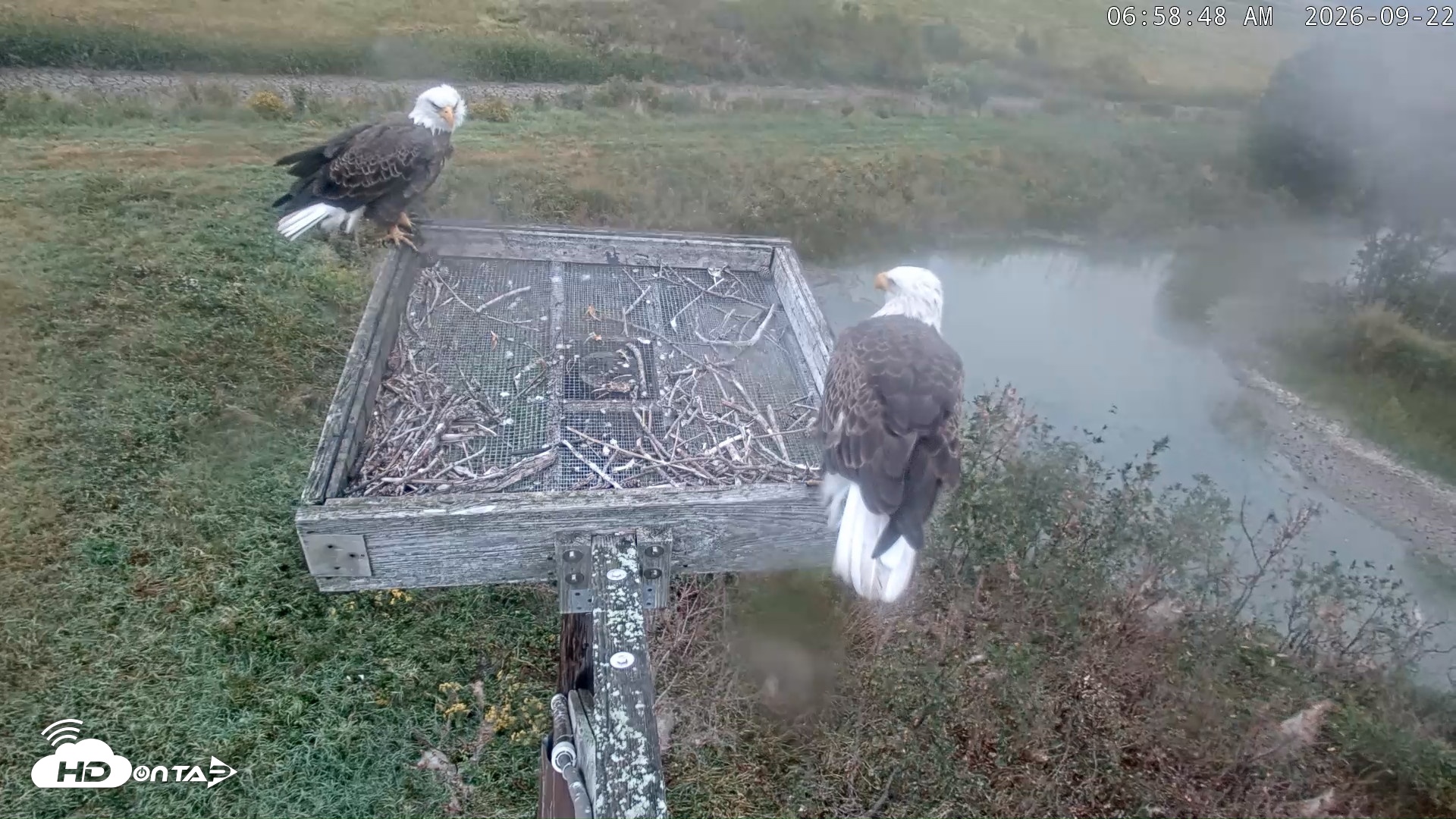 Snapshot of Blackwater Wildlife Refuge Ospreys Live Cam taken Sep 22, 2026, 6:59am EDT