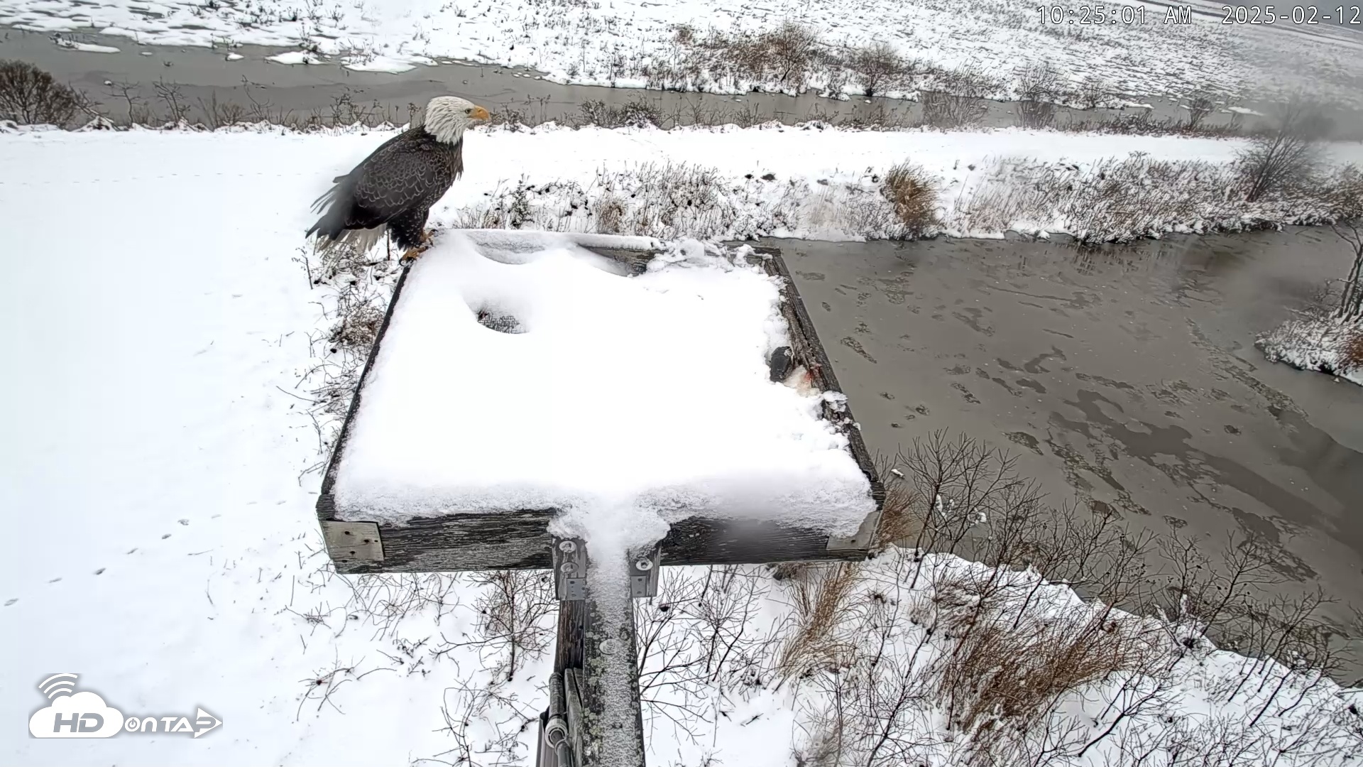 Snapshot of Blackwater Wildlife Refuge Ospreys Live Cam taken Feb 12, 2025, 10:26am EST