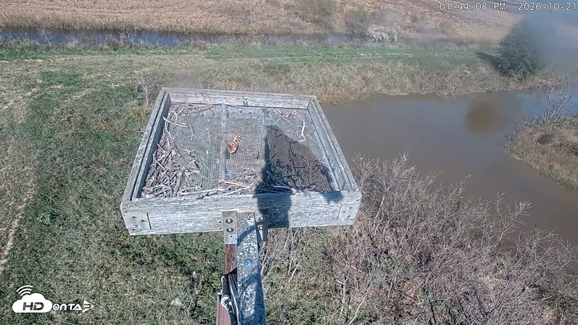 Snapshot of Blackwater Wildlife Refuge Ospreys Live Cam taken Oct 21, 2026, 1:45pm EDT