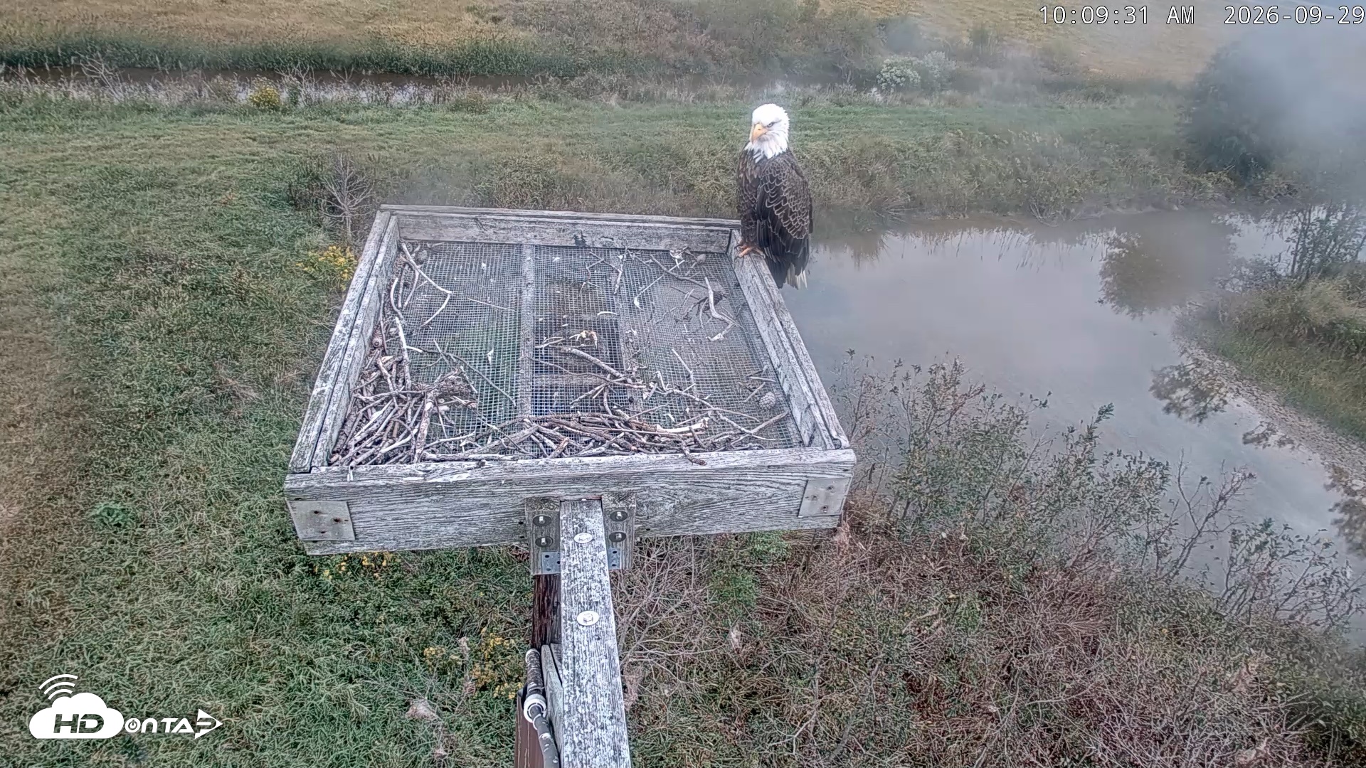 Snapshot of Blackwater Wildlife Refuge Ospreys Live Cam taken Sep 29, 2026, 10:10am EDT