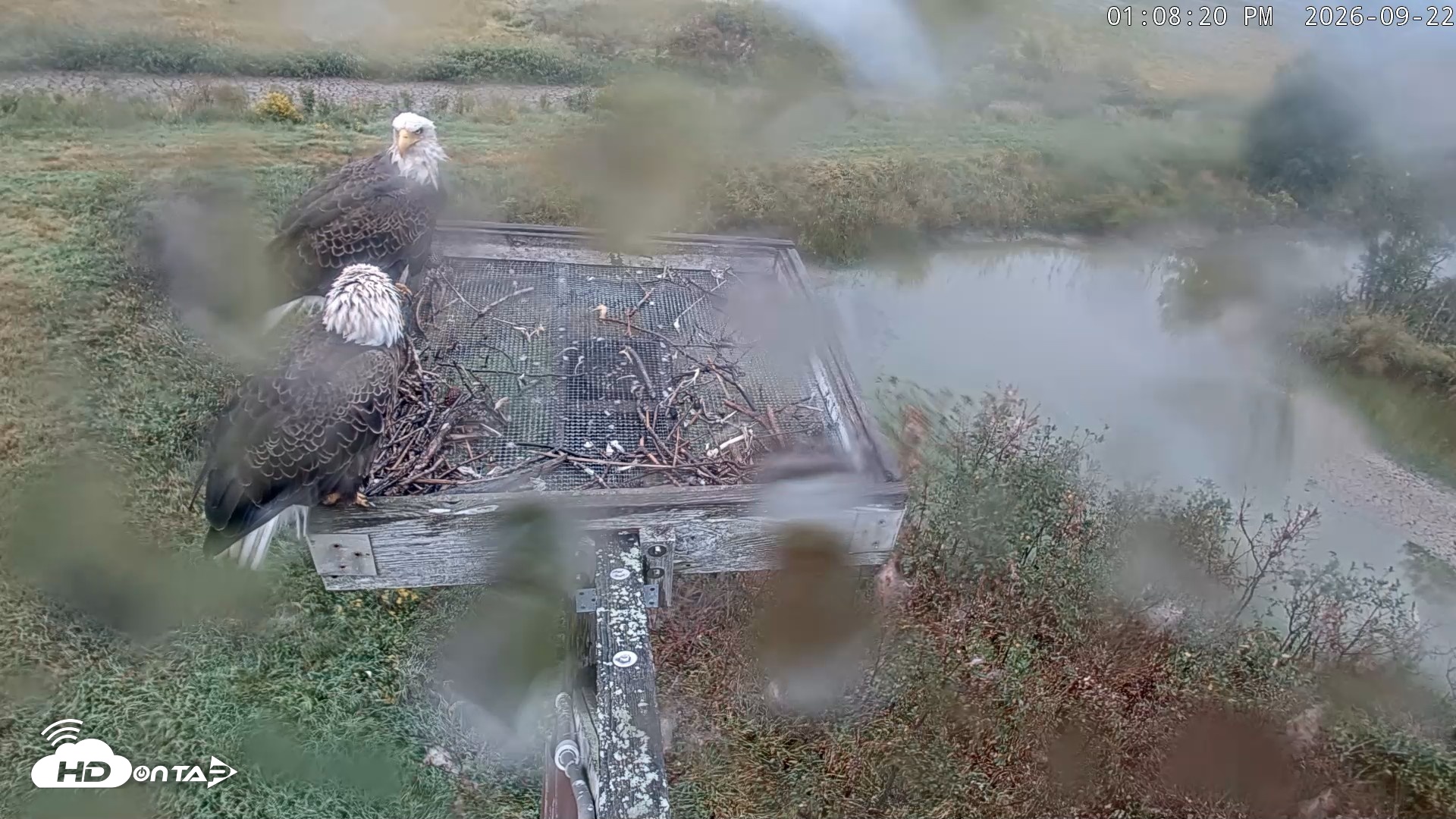 Snapshot of Blackwater Wildlife Refuge Ospreys Live Cam taken Sep 22, 2026, 1:09pm EDT