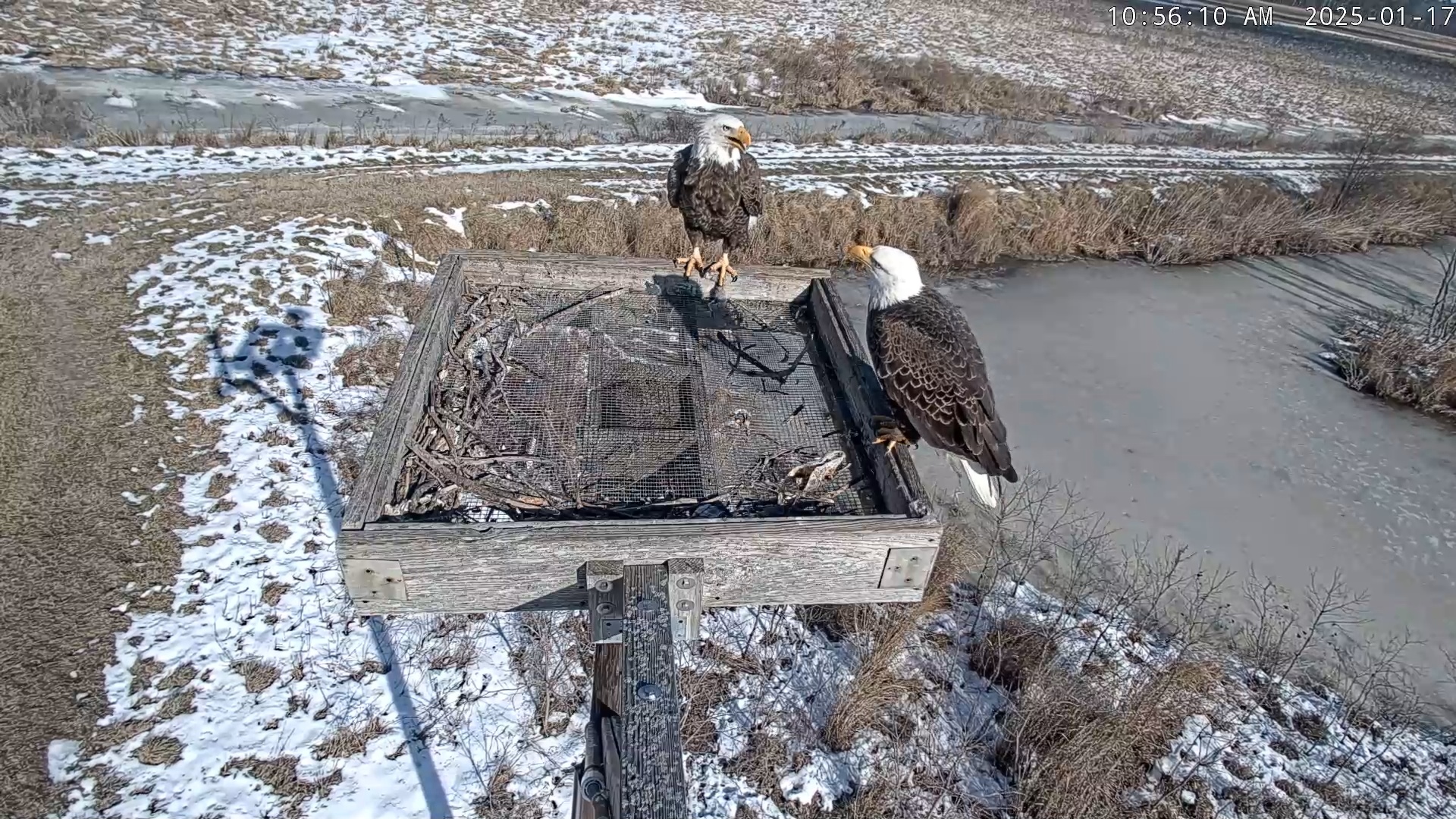 Snapshot of Blackwater Wildlife Refuge Ospreys Live Cam taken Jan 17, 2025, 10:56am EST
