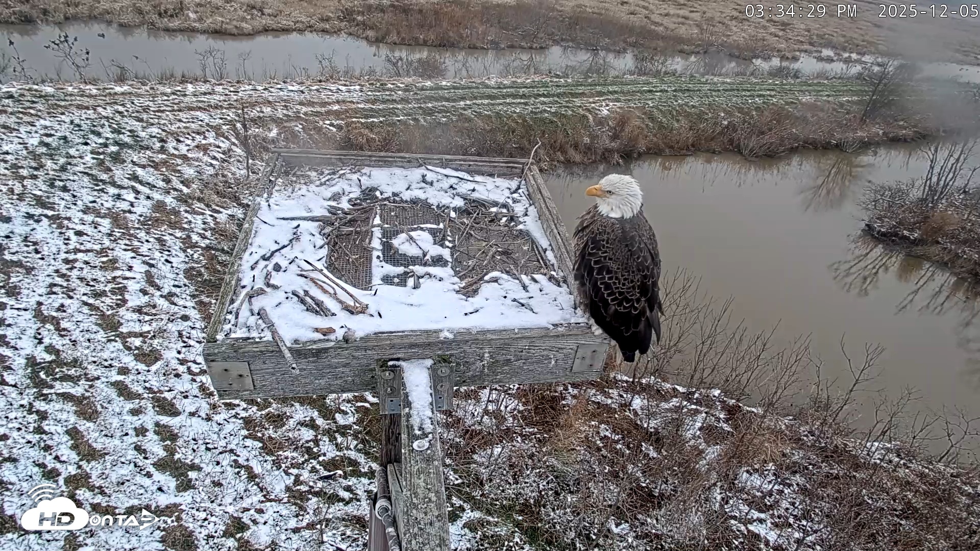 Snapshot of Blackwater Wildlife Refuge Ospreys Live Cam taken Dec 5, 2025, 3:35pm EST