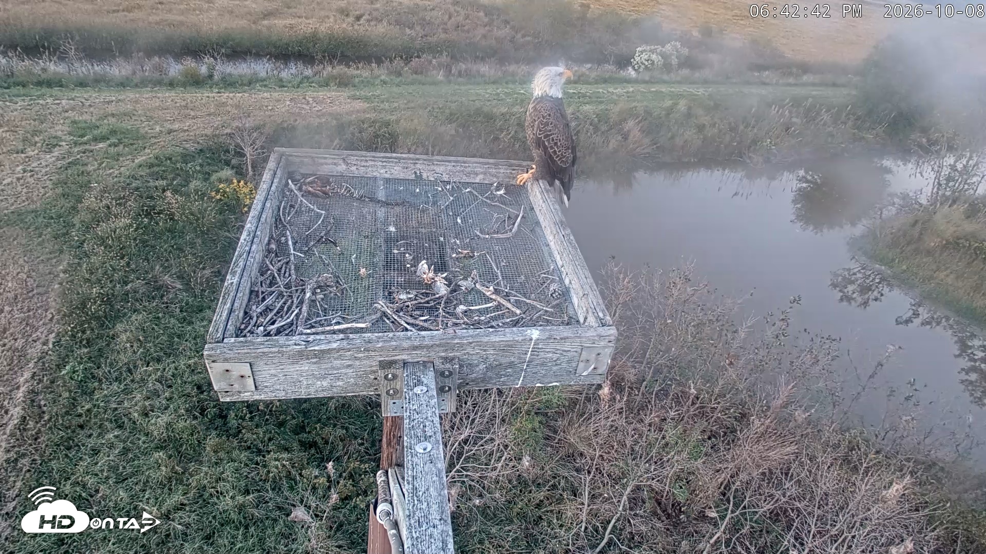 Snapshot of Blackwater Wildlife Refuge Ospreys Live Cam taken Oct 8, 2026, 6:43pm EDT