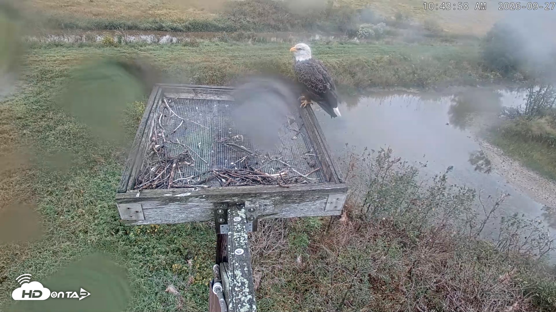 Snapshot of Blackwater Wildlife Refuge Ospreys Live Cam taken Sep 27, 2026, 10:44am EDT