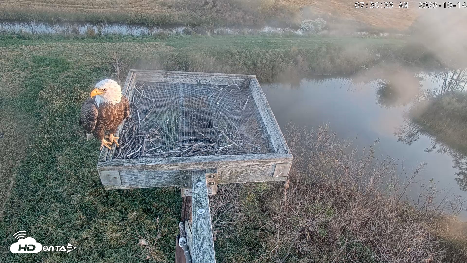 Snapshot of Blackwater Wildlife Refuge Ospreys Live Cam taken Oct 14, 2026, 7:37am EDT