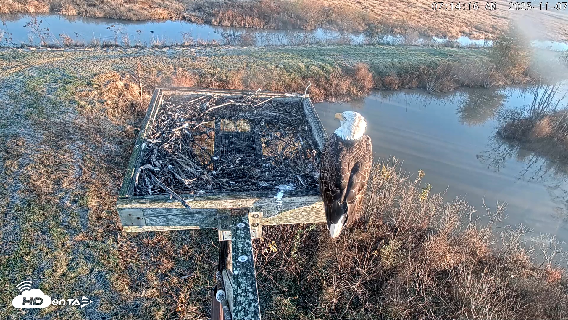 Snapshot of Blackwater Wildlife Refuge Ospreys Live Cam taken Nov 7, 2025, 7:14am EST