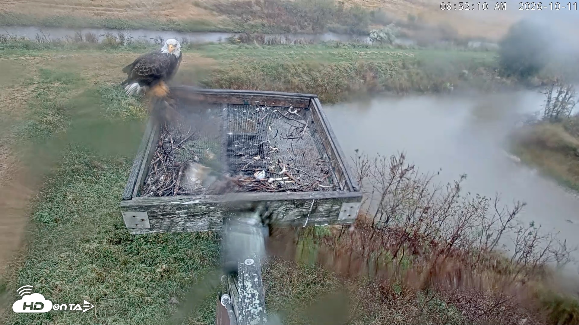 Snapshot of Blackwater Wildlife Refuge Ospreys Live Cam taken Oct 11, 2026, 8:52am EDT