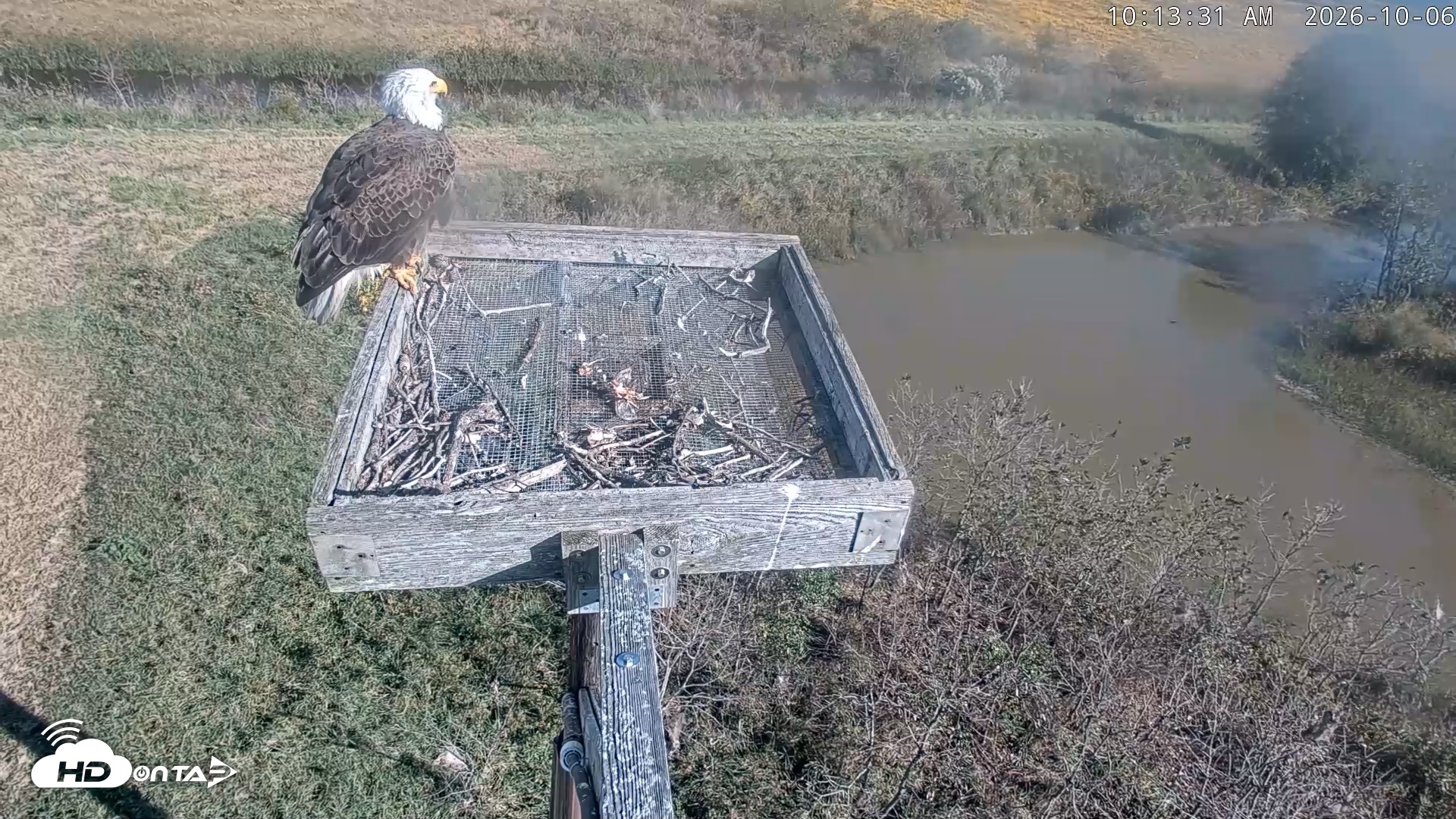 Snapshot of Blackwater Wildlife Refuge Ospreys Live Cam taken Oct 6, 2026, 10:14am EDT