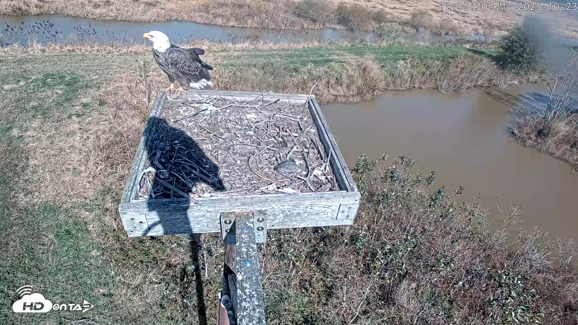 Snapshot of Blackwater Wildlife Refuge Ospreys Live Cam taken Oct 23, 2025, 12:36pm EDT