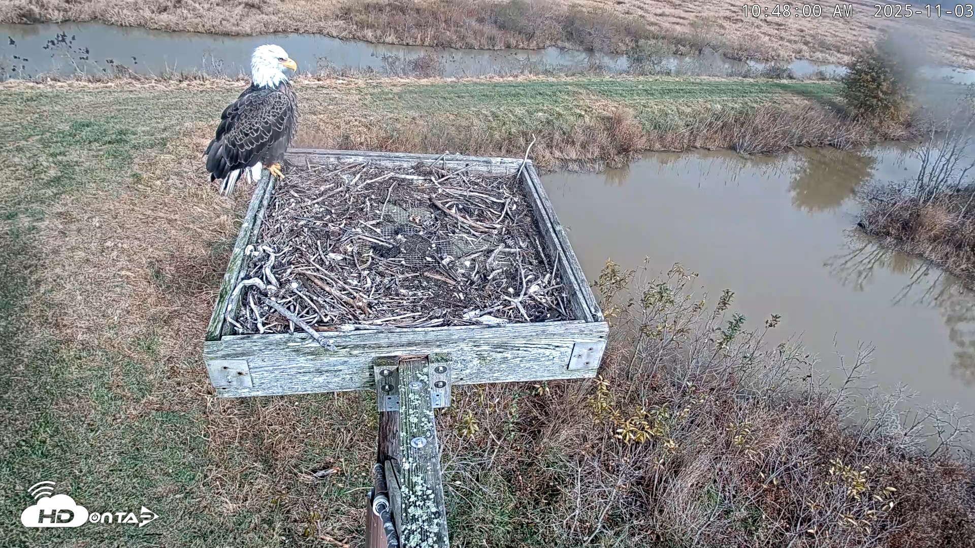 Snapshot of Blackwater Wildlife Refuge Ospreys Live Cam taken Nov 3, 2025, 10:48am EST