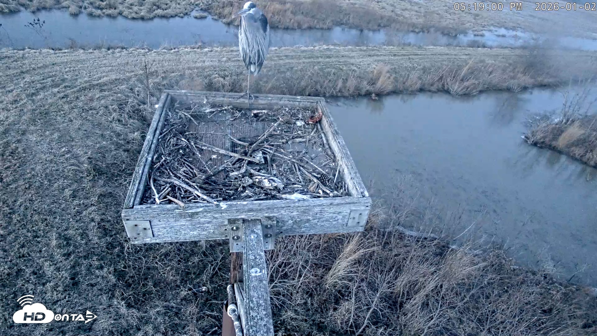 Snapshot of Blackwater Wildlife Refuge Ospreys Live Cam taken Jan 2, 2026, 5:19pm EST