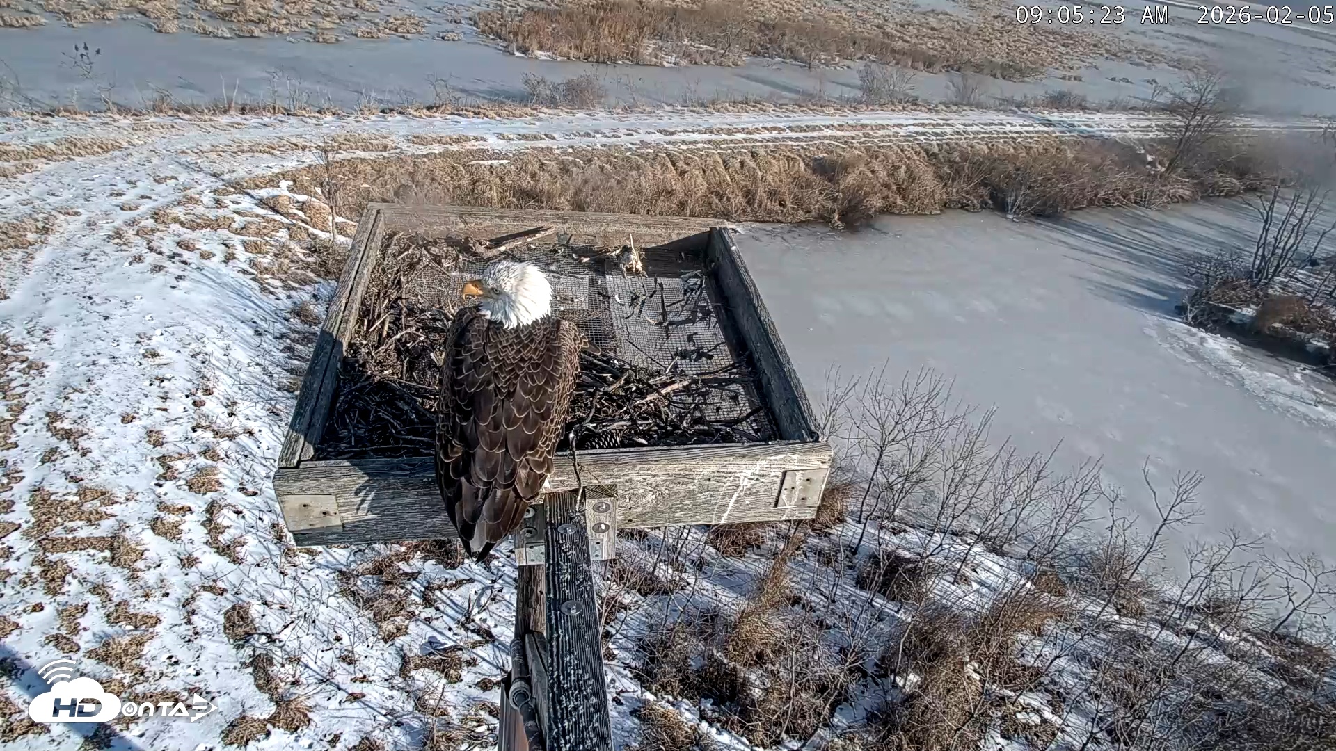 Snapshot of Blackwater Wildlife Refuge Ospreys Live Cam taken Feb 5, 2026, 9:05am EST