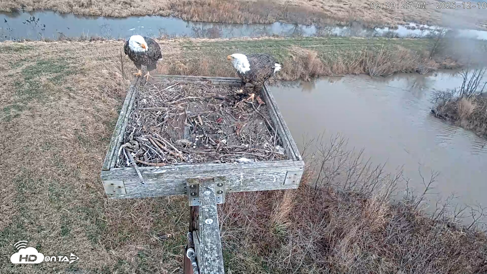 Snapshot of Blackwater Wildlife Refuge Ospreys Live Cam taken Dec 10, 2025, 10:00am EST