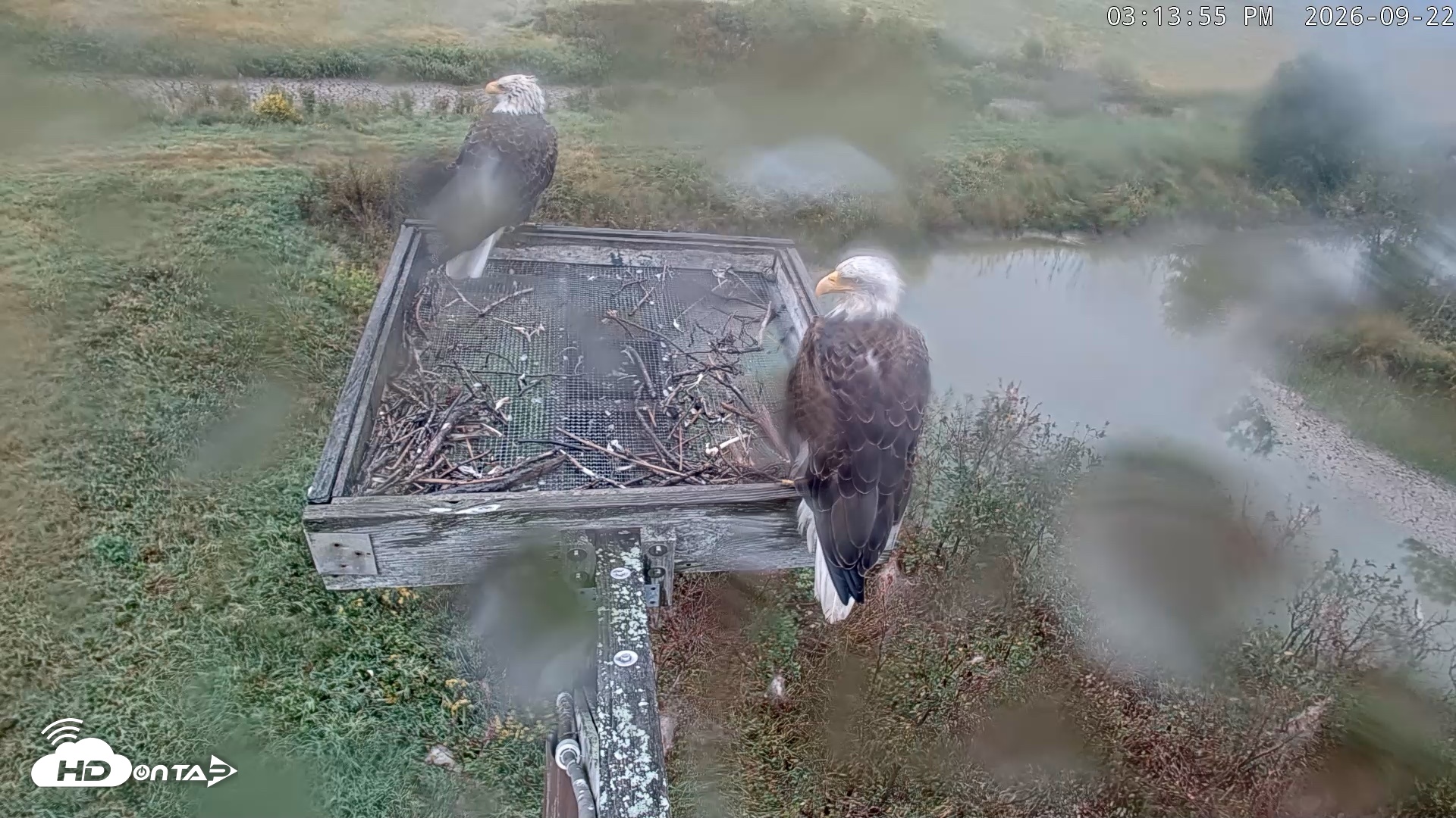 Snapshot of Blackwater Wildlife Refuge Ospreys Live Cam taken Sep 22, 2026, 3:14pm EDT