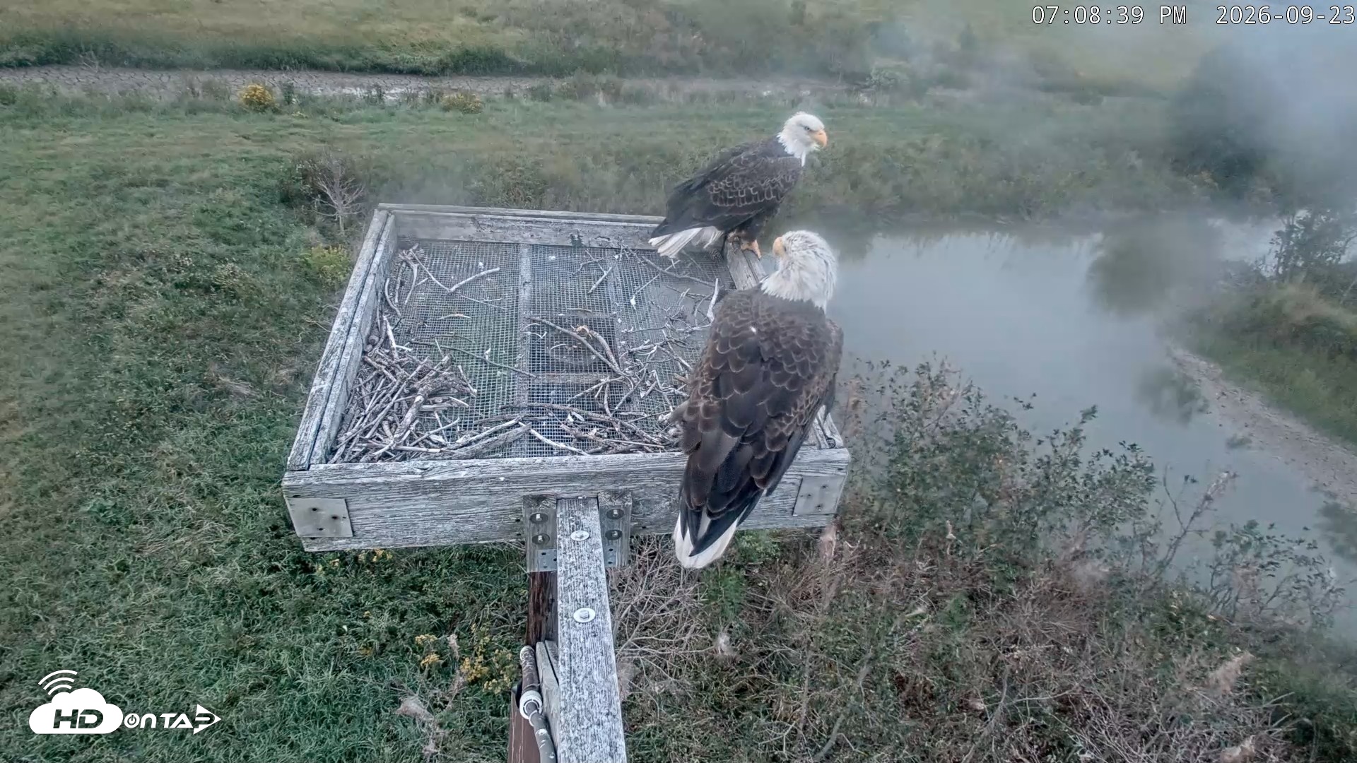 Snapshot of Blackwater Wildlife Refuge Ospreys Live Cam taken Sep 23, 2026, 7:09pm EDT