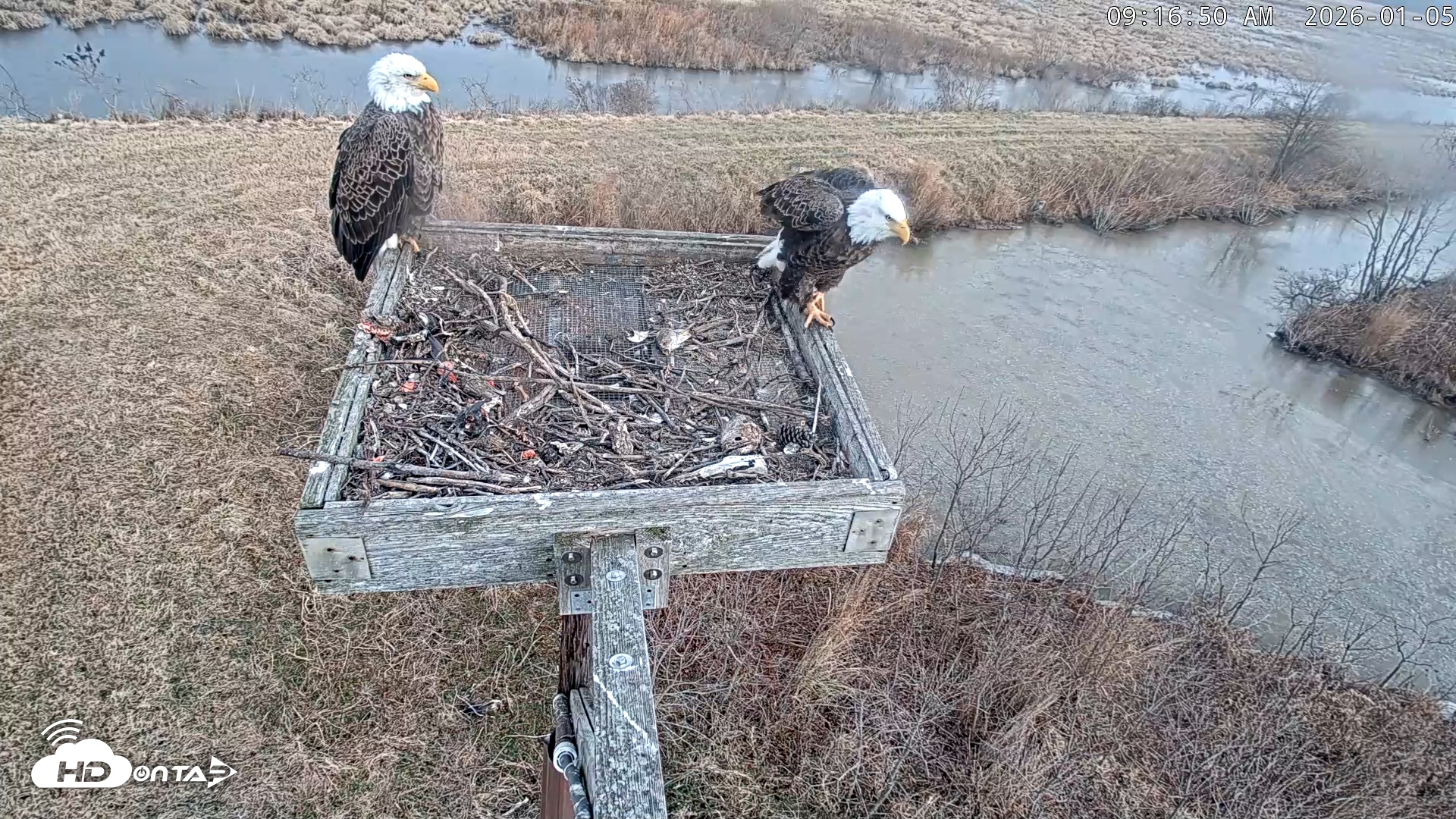 Snapshot of Blackwater Wildlife Refuge Ospreys Live Cam taken Jan 5, 2026, 9:17am EST