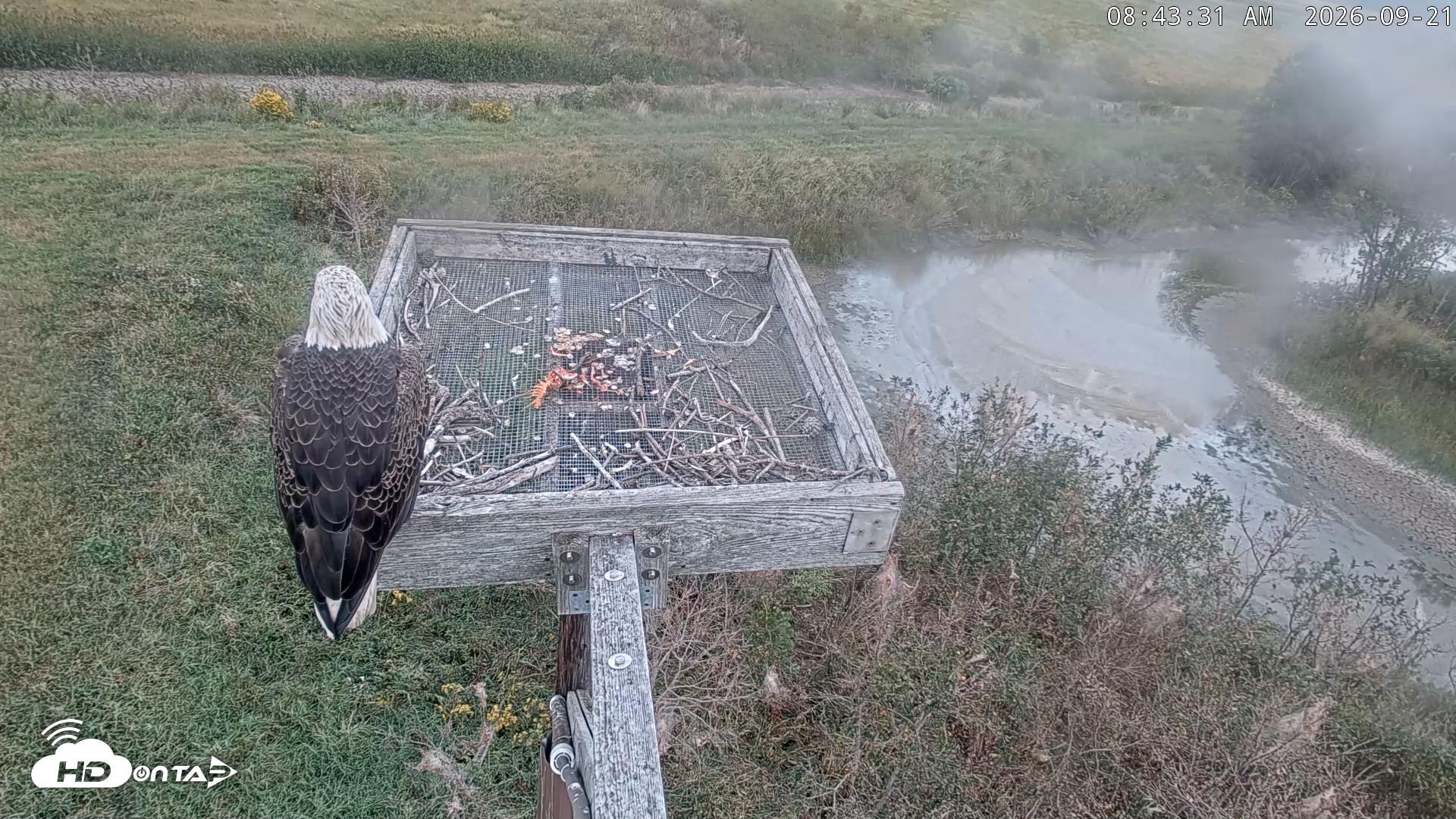 Snapshot of Blackwater Wildlife Refuge Ospreys Live Cam taken Sep 21, 2026, 8:47am EDT