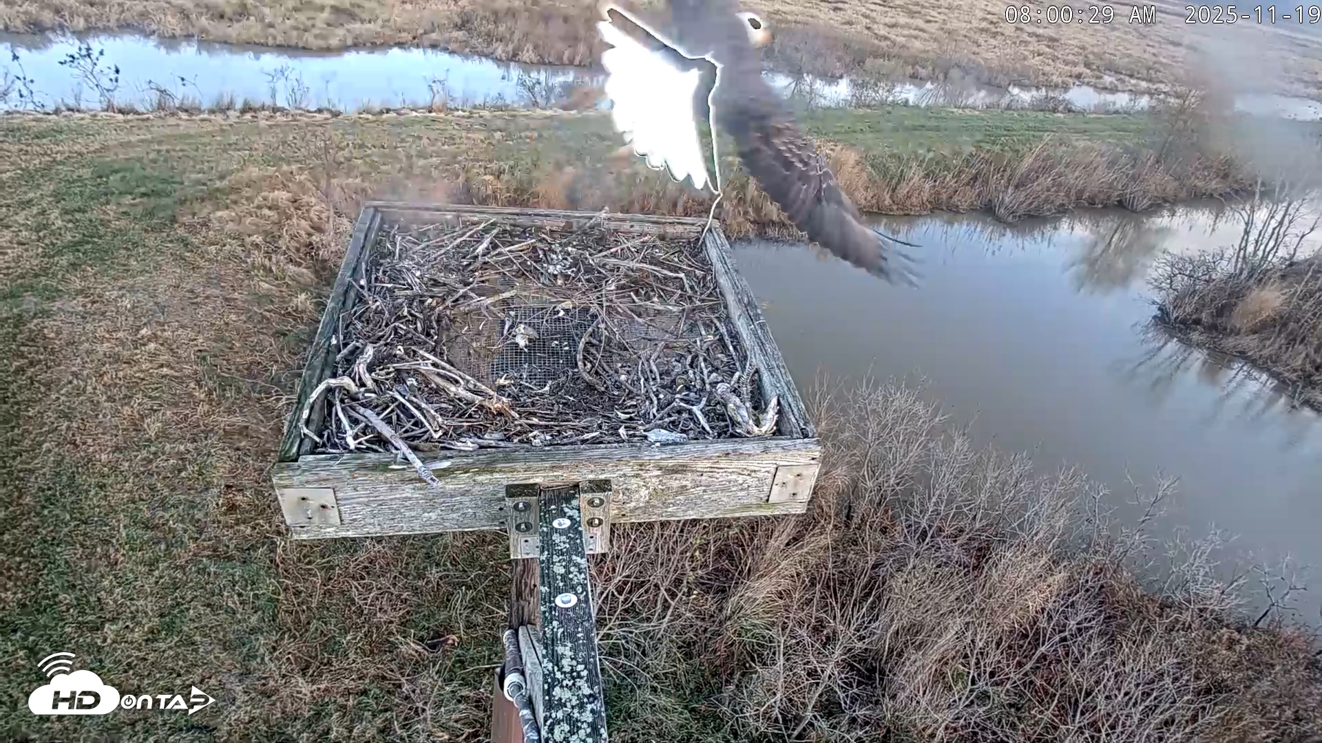 Snapshot of Blackwater Wildlife Refuge Ospreys Live Cam taken Nov 19, 2025, 8:01am EST