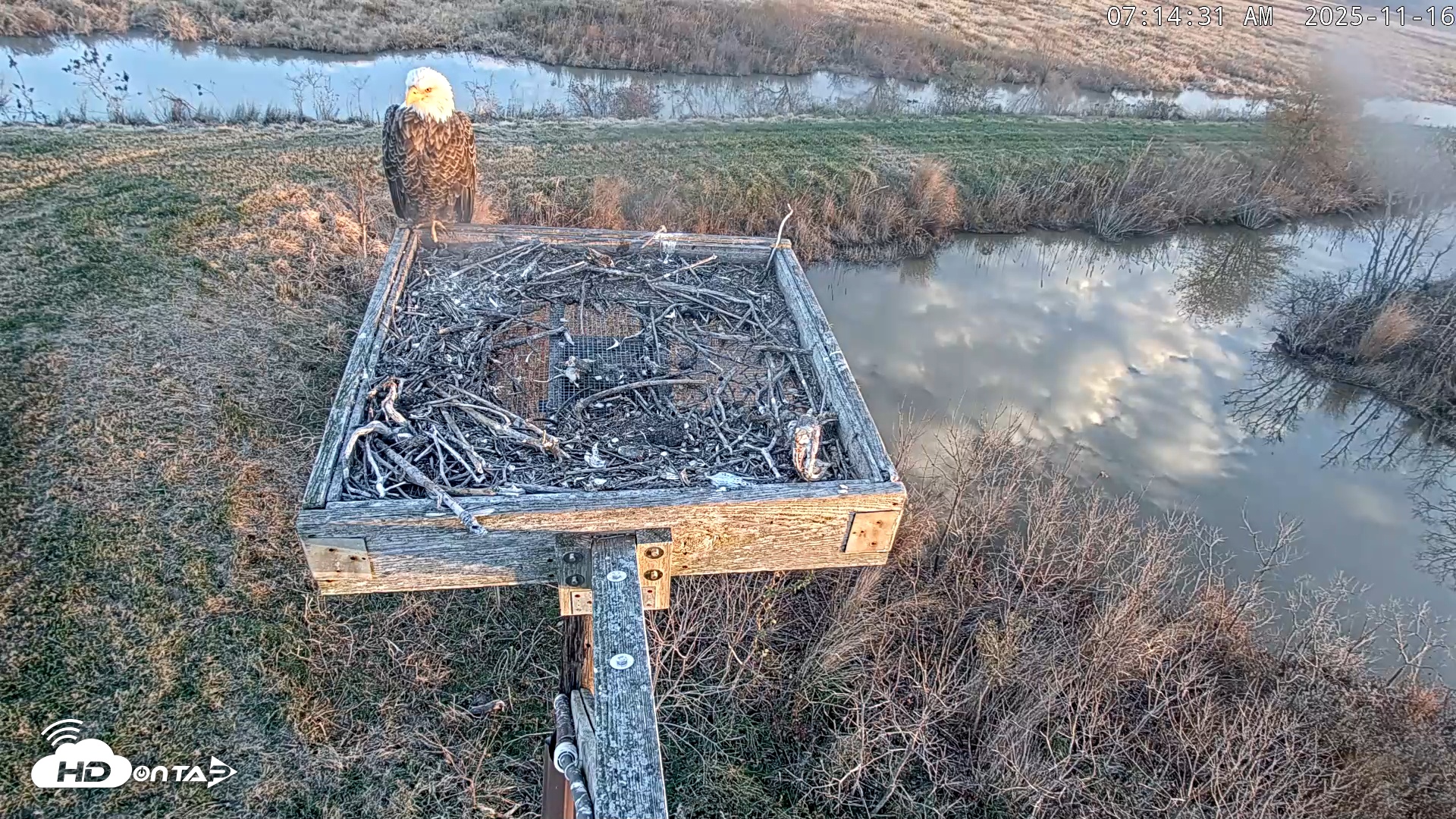 Snapshot of Blackwater Wildlife Refuge Ospreys Live Cam taken Nov 16, 2025, 7:15am EST