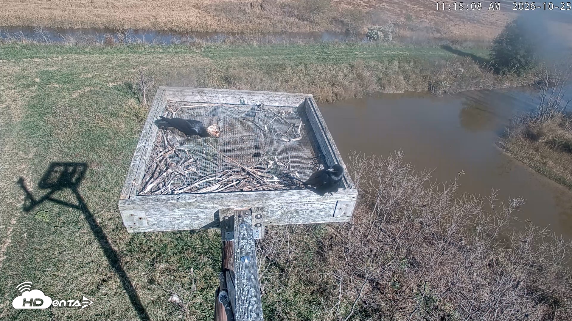 Snapshot of Blackwater Wildlife Refuge Ospreys Live Cam taken Oct 25, 2026, 11:15am EDT