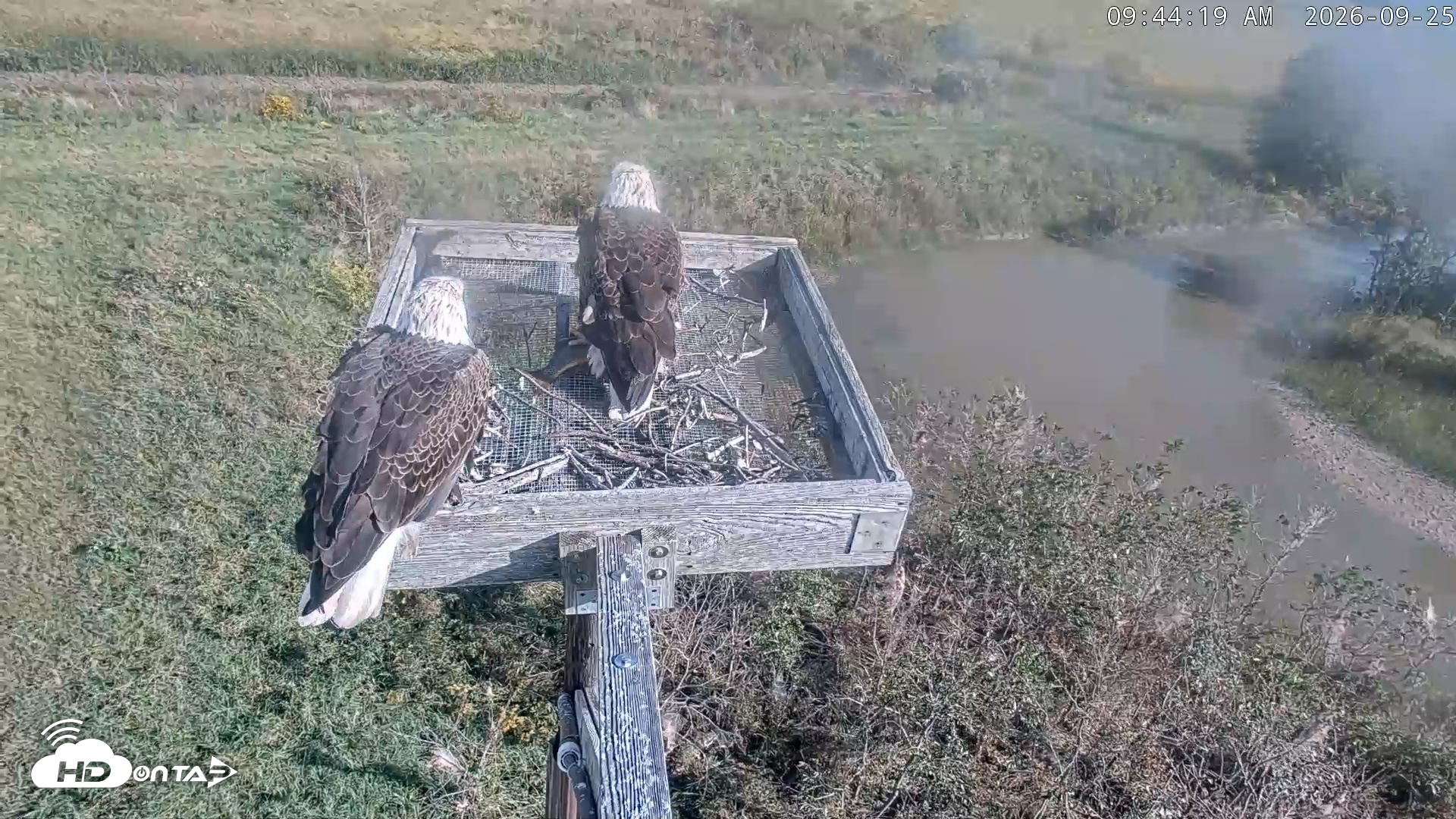 Snapshot of Blackwater Wildlife Refuge Ospreys Live Cam taken Sep 25, 2026, 9:45am EDT