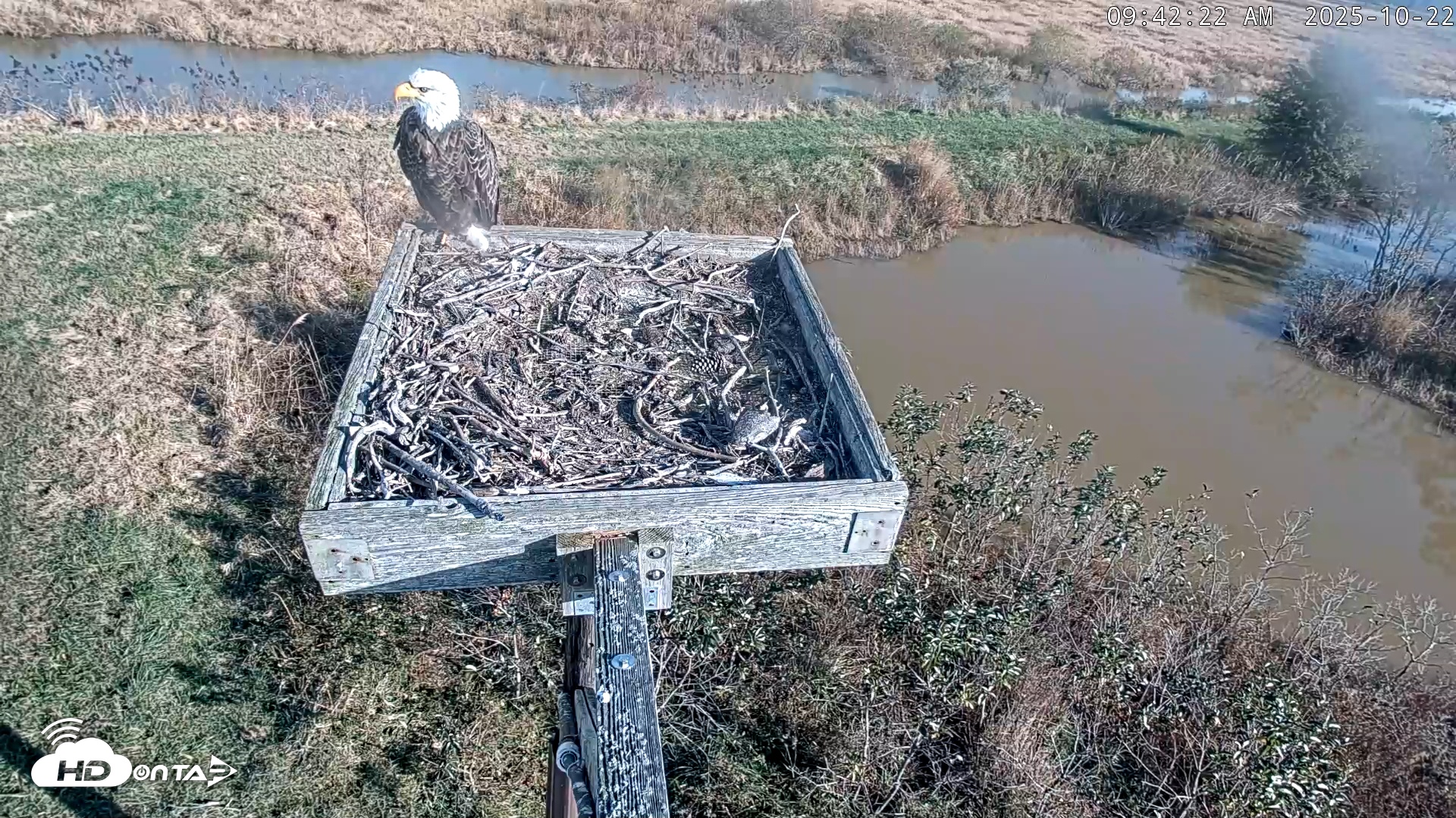 Snapshot of Blackwater Wildlife Refuge Ospreys Live Cam taken Oct 22, 2025, 9:43am EDT
