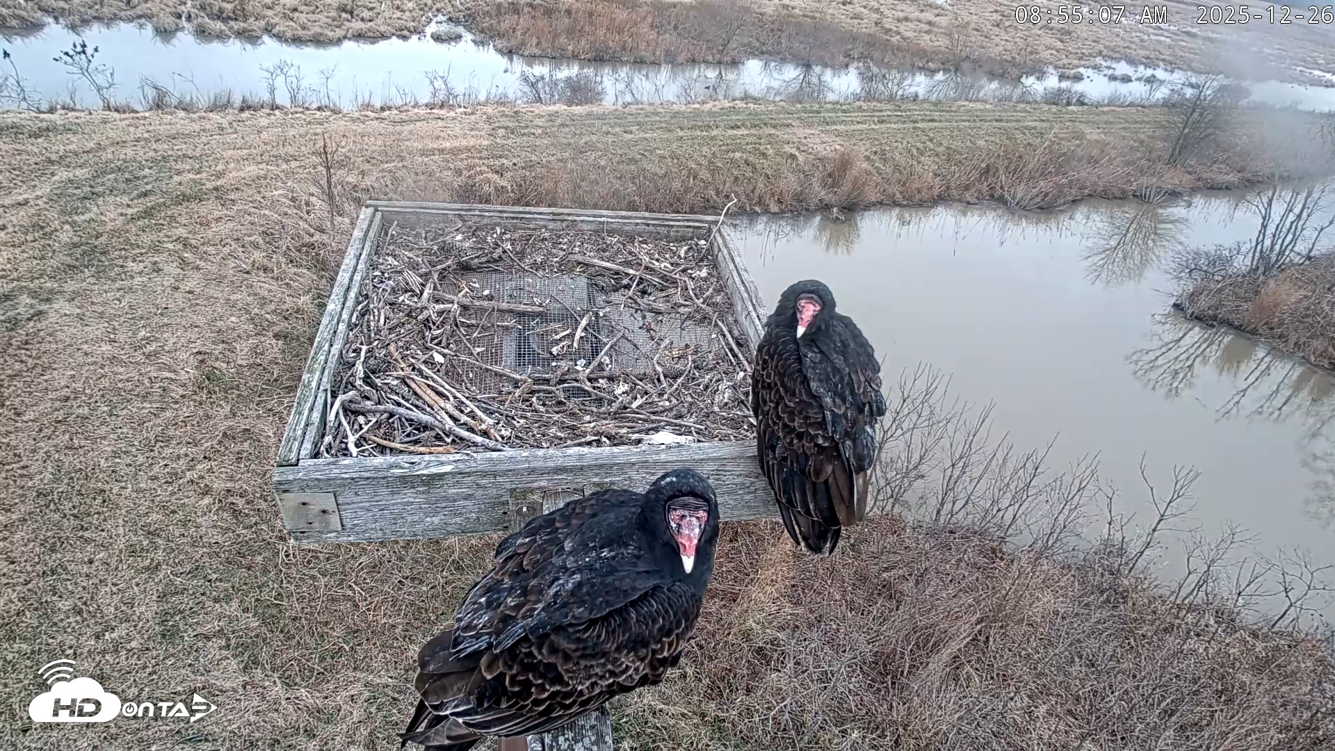 Snapshot of Blackwater Wildlife Refuge Ospreys Live Cam taken Dec 26, 2025, 8:55am EST