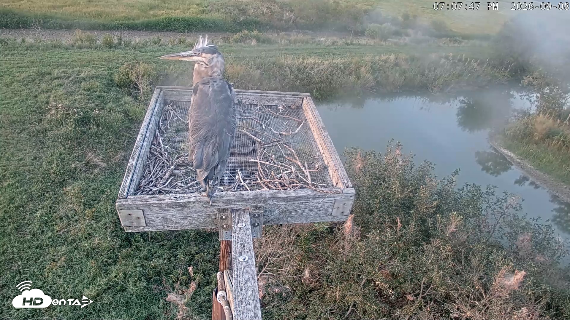 Snapshot of Blackwater Wildlife Refuge Ospreys Live Cam taken Sep 8, 2026, 7:08pm EDT