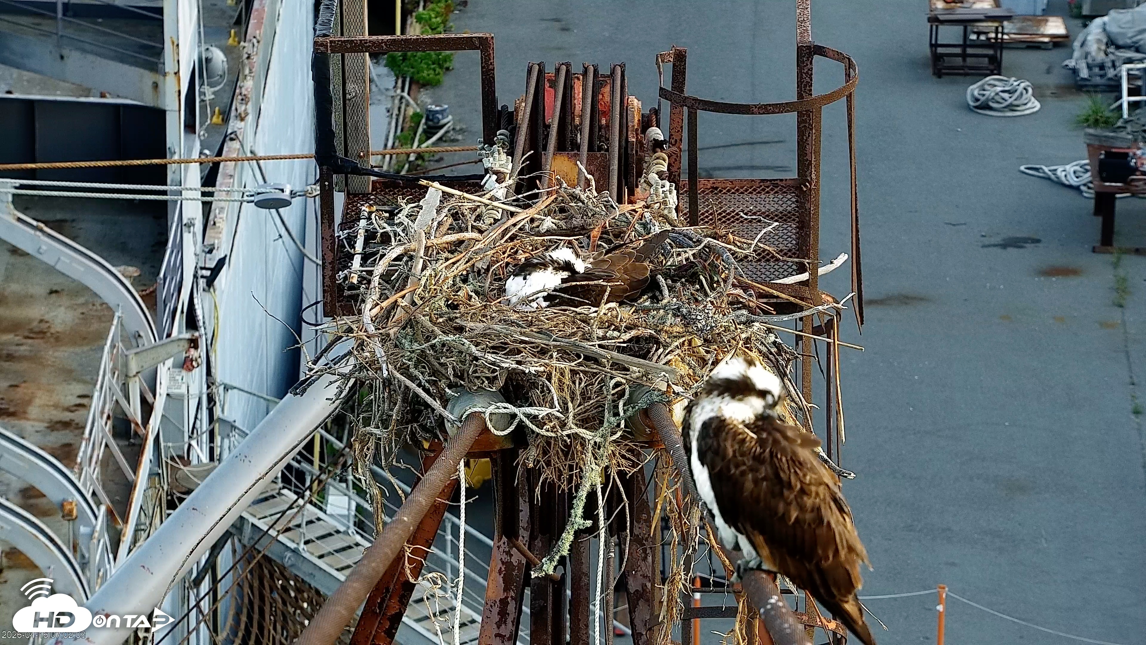 Snapshot of Golden Gate Ospreys Live Crane Cam taken Apr 16, 2026, 7:03am PDT