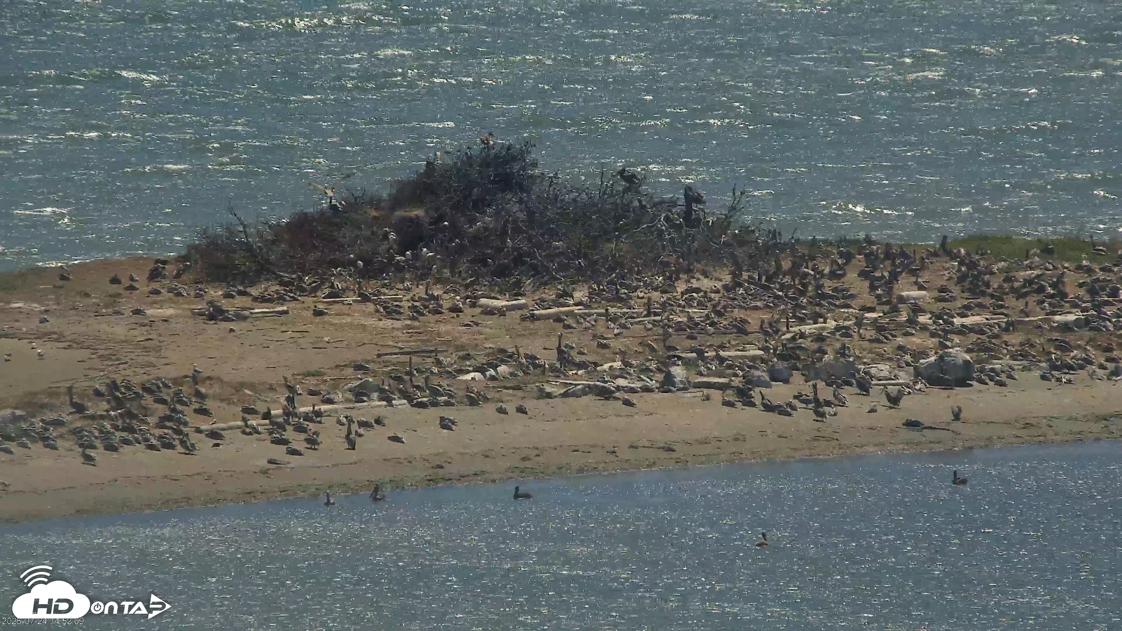 Snapshot of Golden Gate Ospreys Live Crane Cam taken Jul 24, 2026, 2:53pm PDT