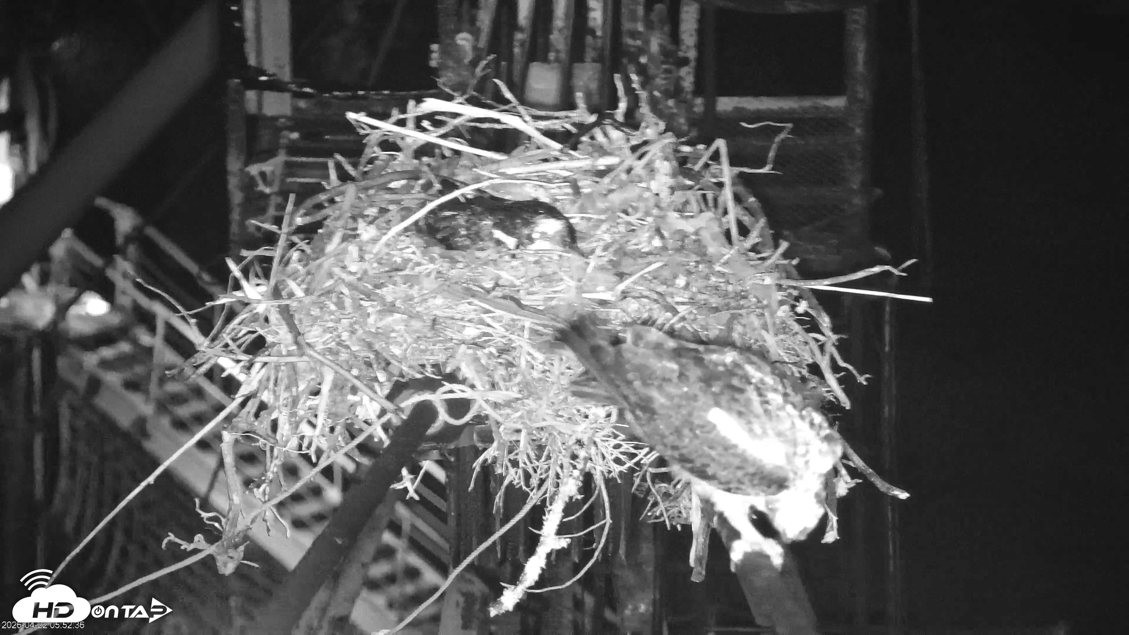 Snapshot of Golden Gate Ospreys Live Crane Cam taken Apr 22, 2026, 5:53am PDT