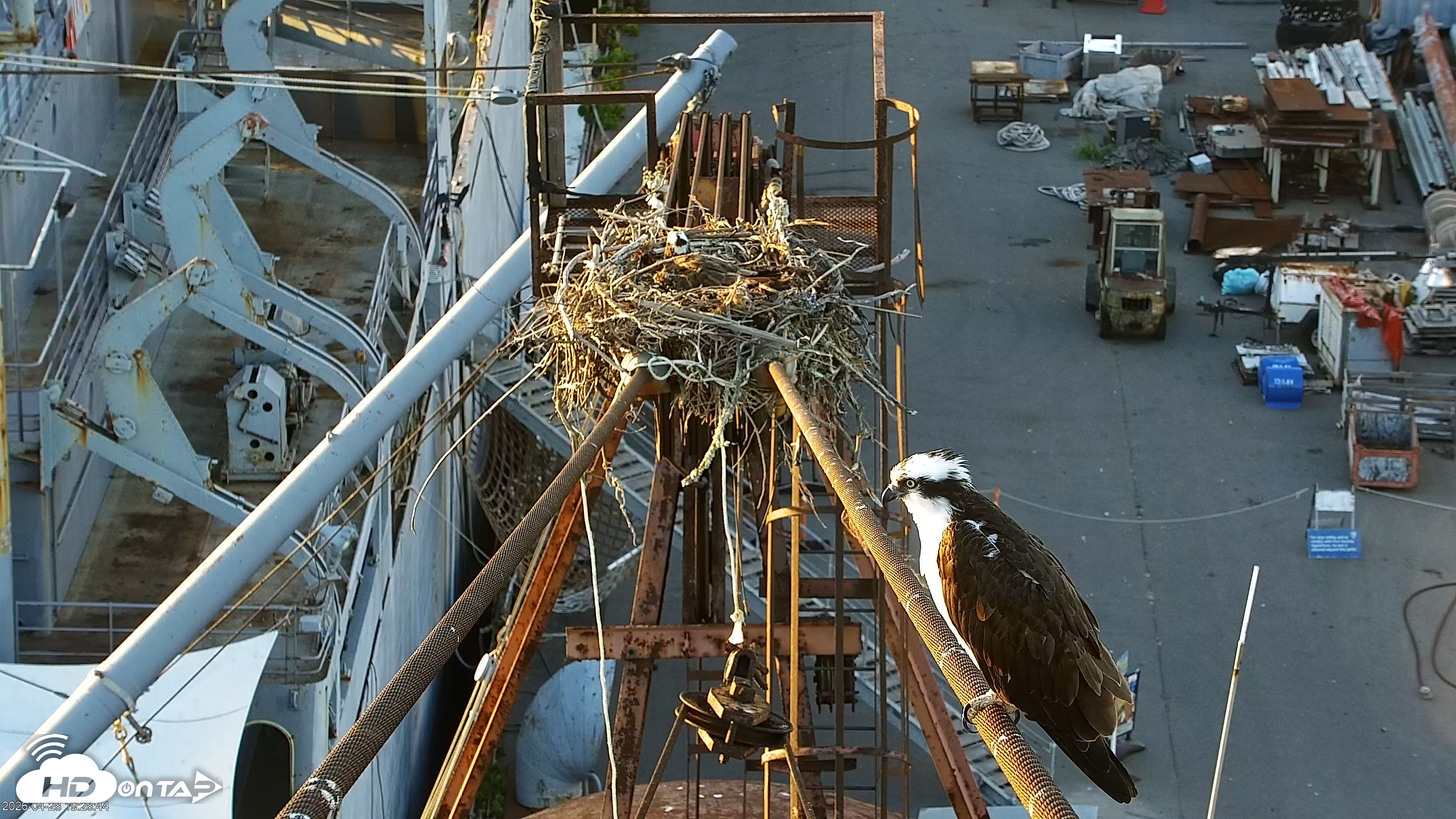 Snapshot of Golden Gate Ospreys Live Crane Cam taken Apr 28, 2026, 7:29pm PDT