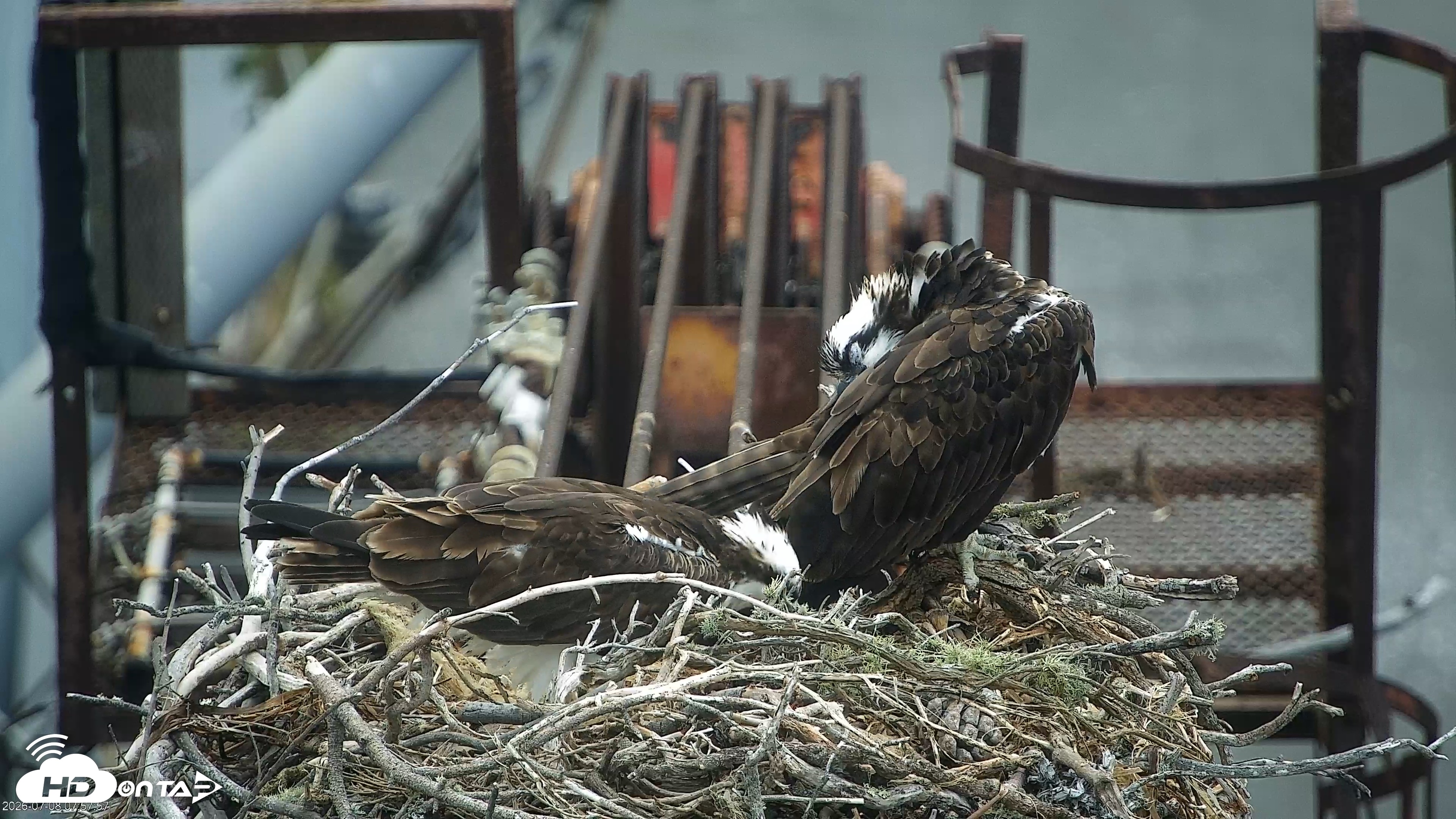 Snapshot of Golden Gate Ospreys Live Crane Cam taken Jul 8, 2026, 7:58am PDT