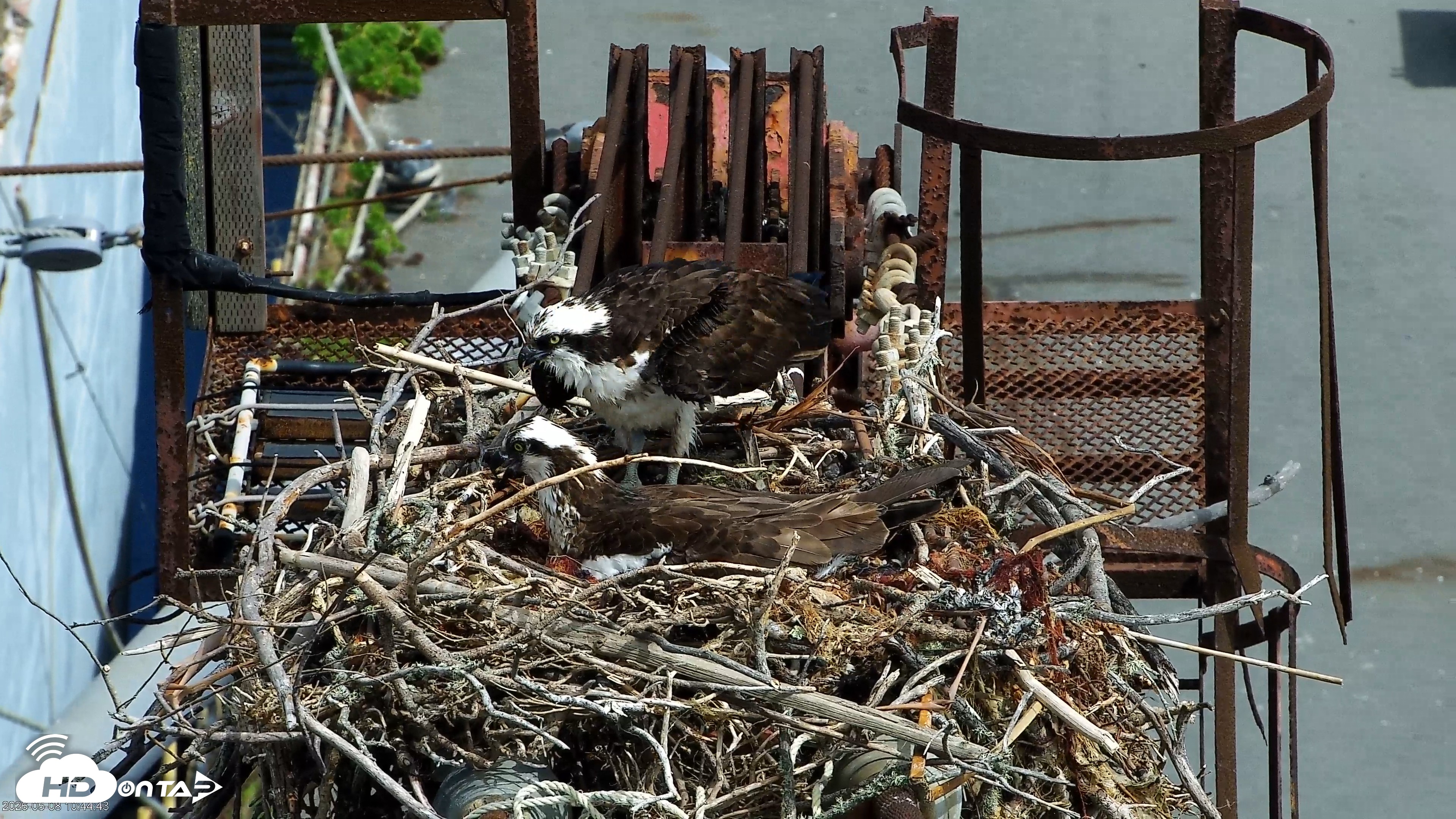 Snapshot of Golden Gate Ospreys Live Crane Cam taken May 8, 2026, 10:45am PDT