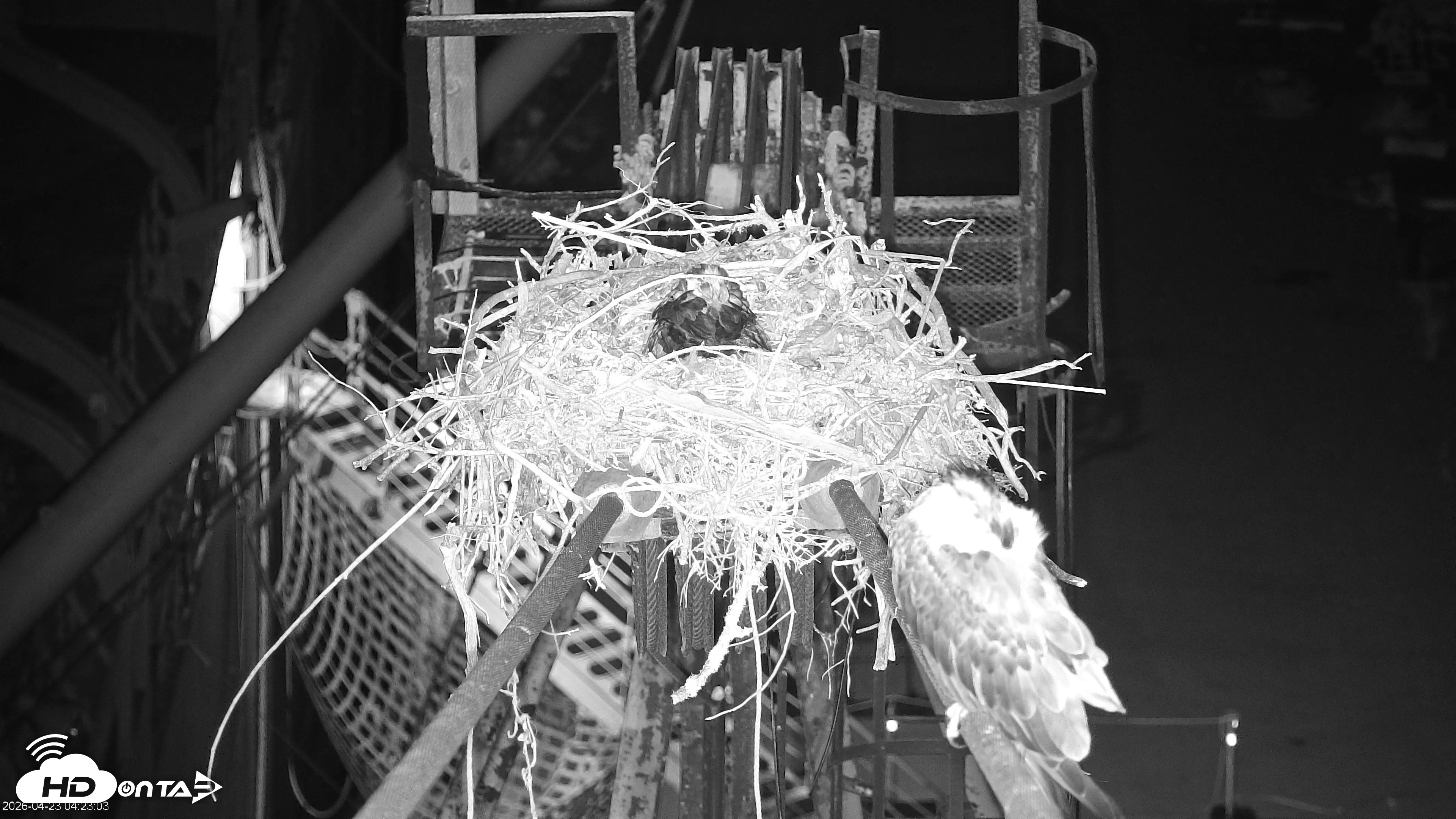 Snapshot of Golden Gate Ospreys Live Crane Cam taken Apr 23, 2026, 4:23am PDT
