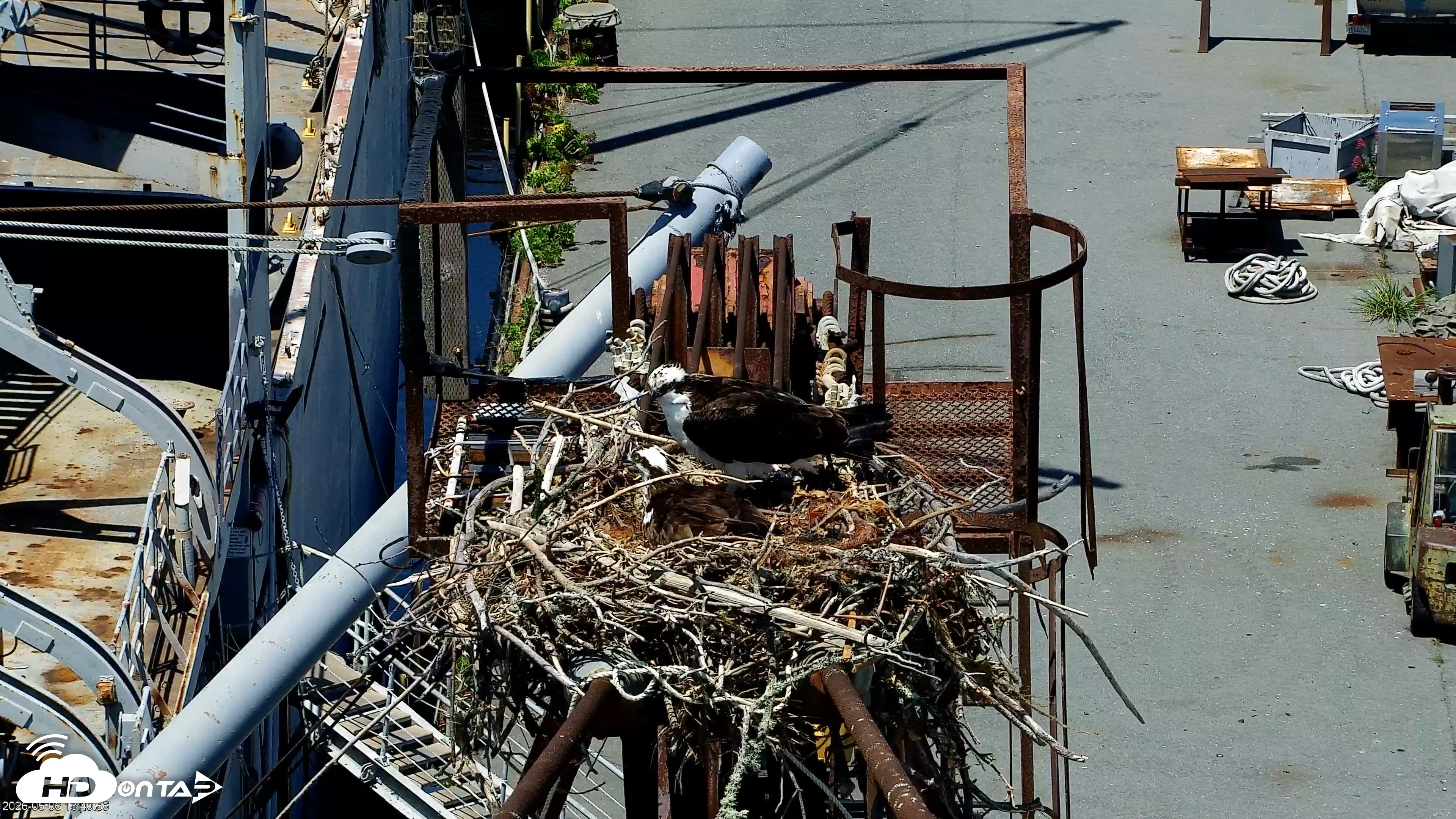 Snapshot of Golden Gate Ospreys Live Crane Cam taken May 6, 2026, 1:41pm PDT
