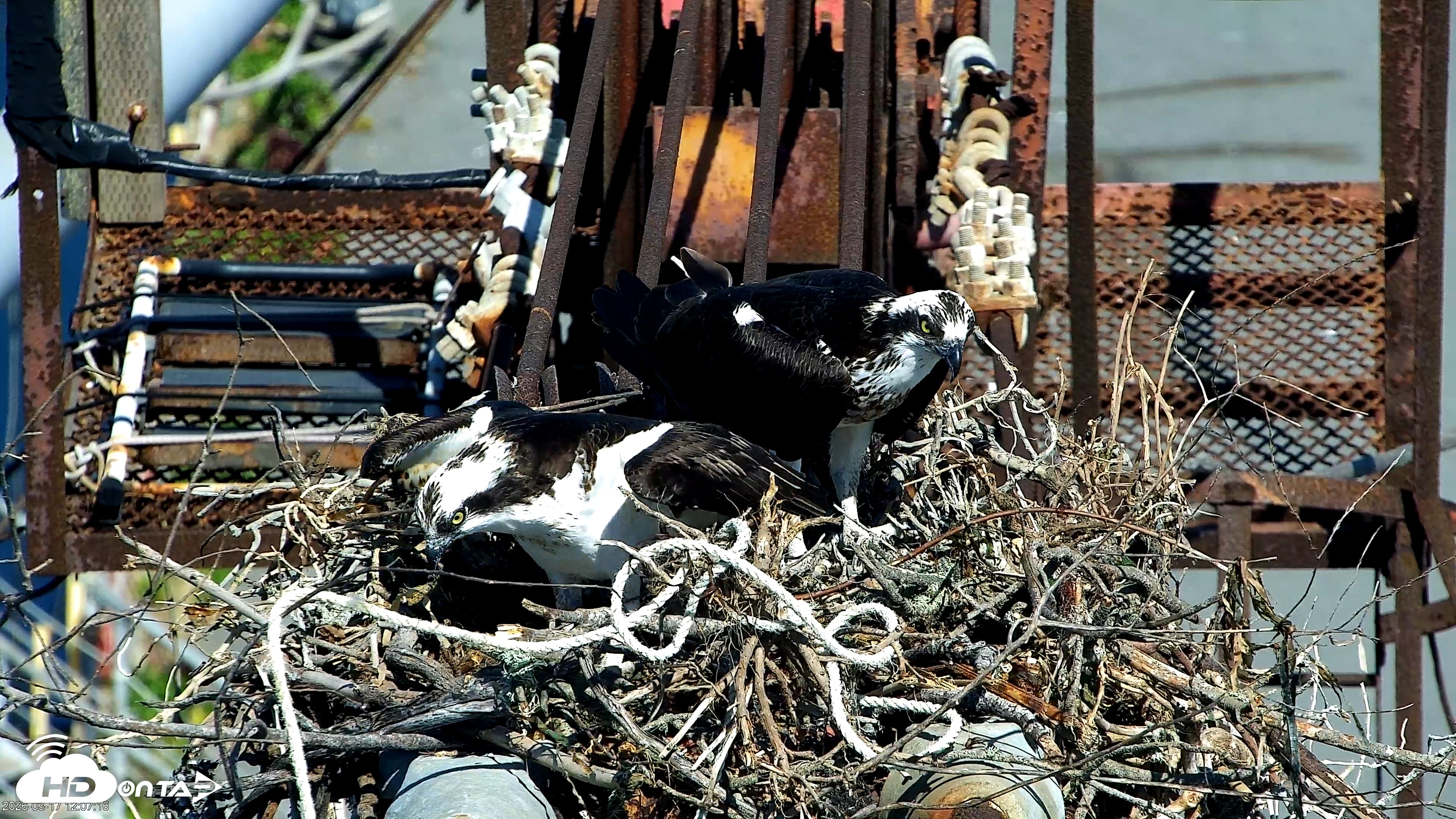 Snapshot of Golden Gate Ospreys Live Crane Cam taken Mar 17, 2026, 12:08pm PDT