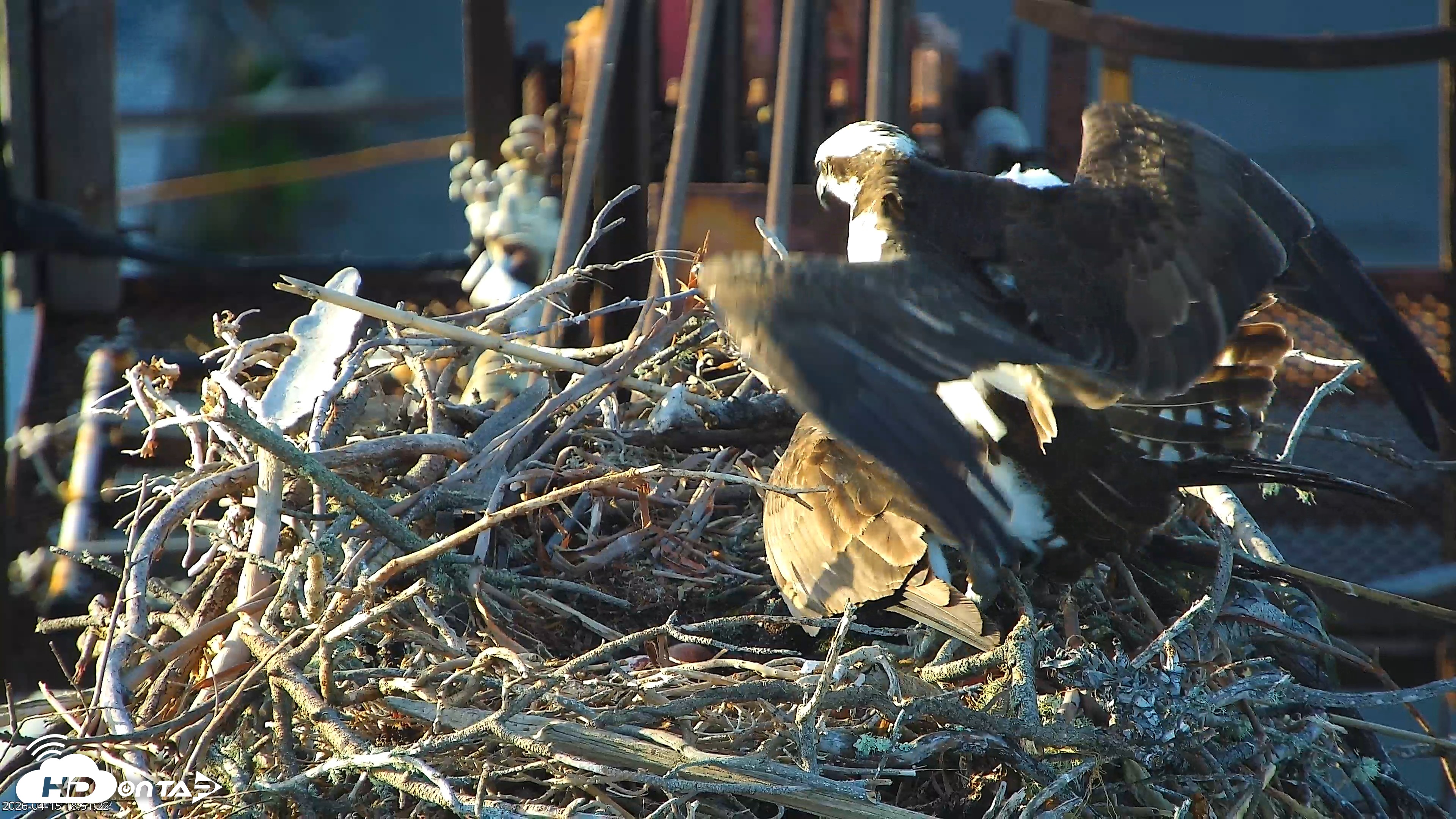 Snapshot of Golden Gate Ospreys Live Crane Cam taken Apr 15, 2026, 6:52pm PDT